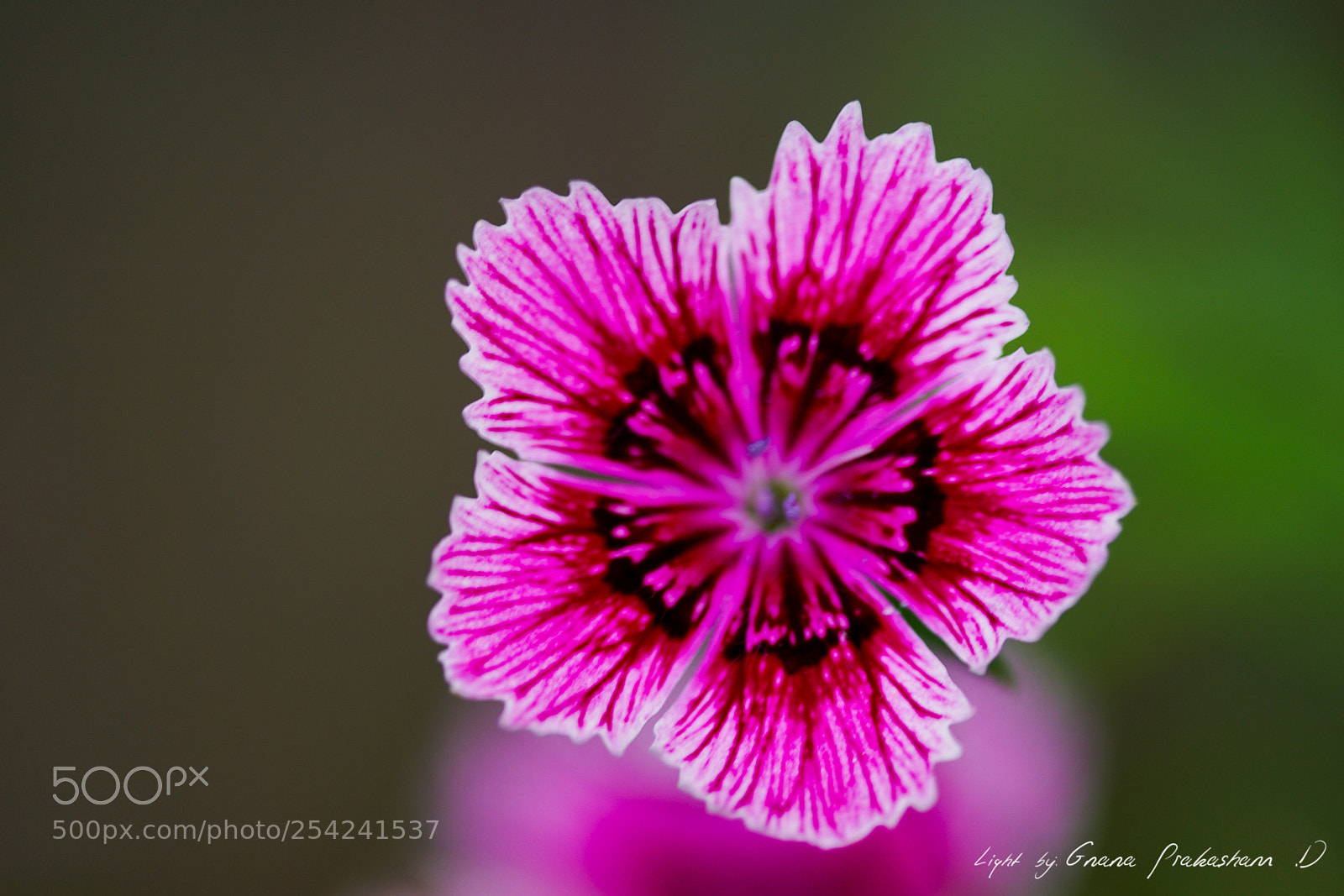 Sony a6000 sample photo. Dianthus photography