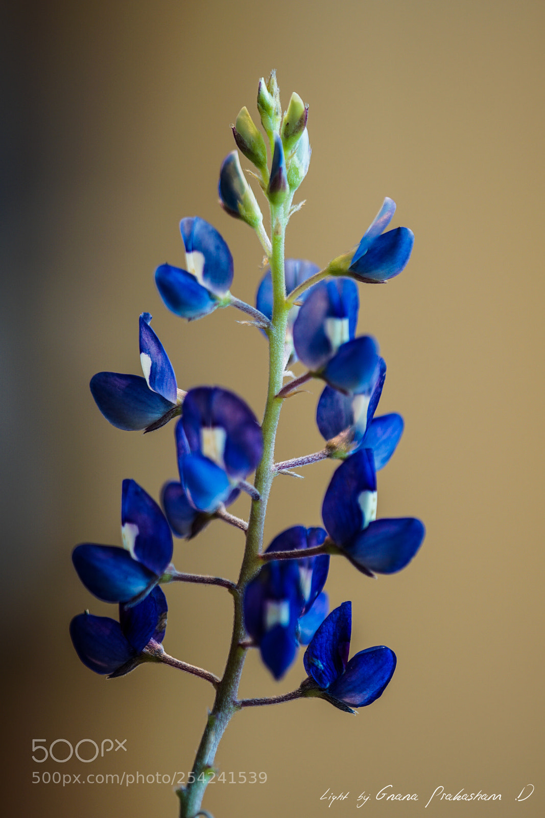 Sony a6000 sample photo. Bluebonnet photography