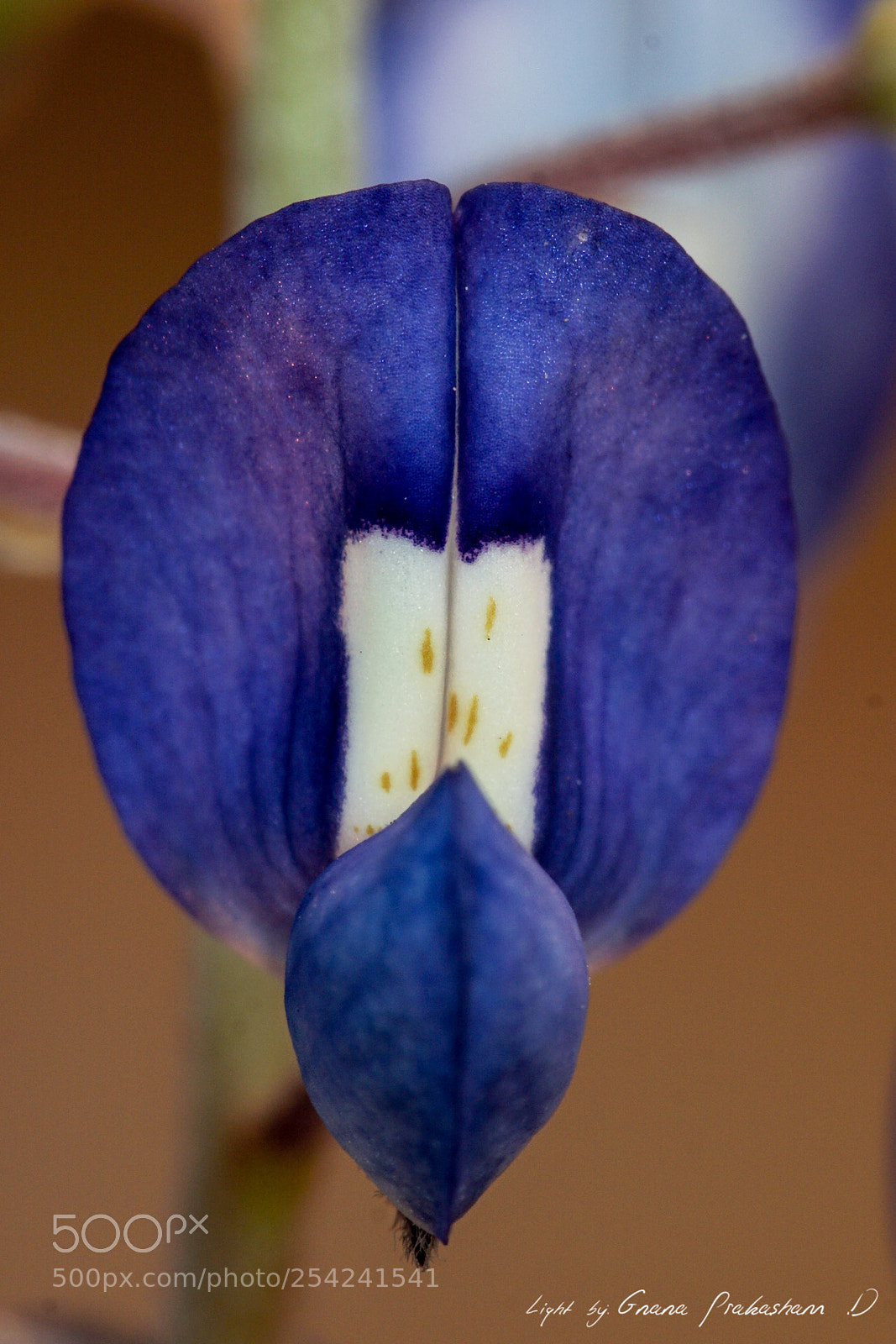 Sony a6000 sample photo. Bluebonnet closeup photography