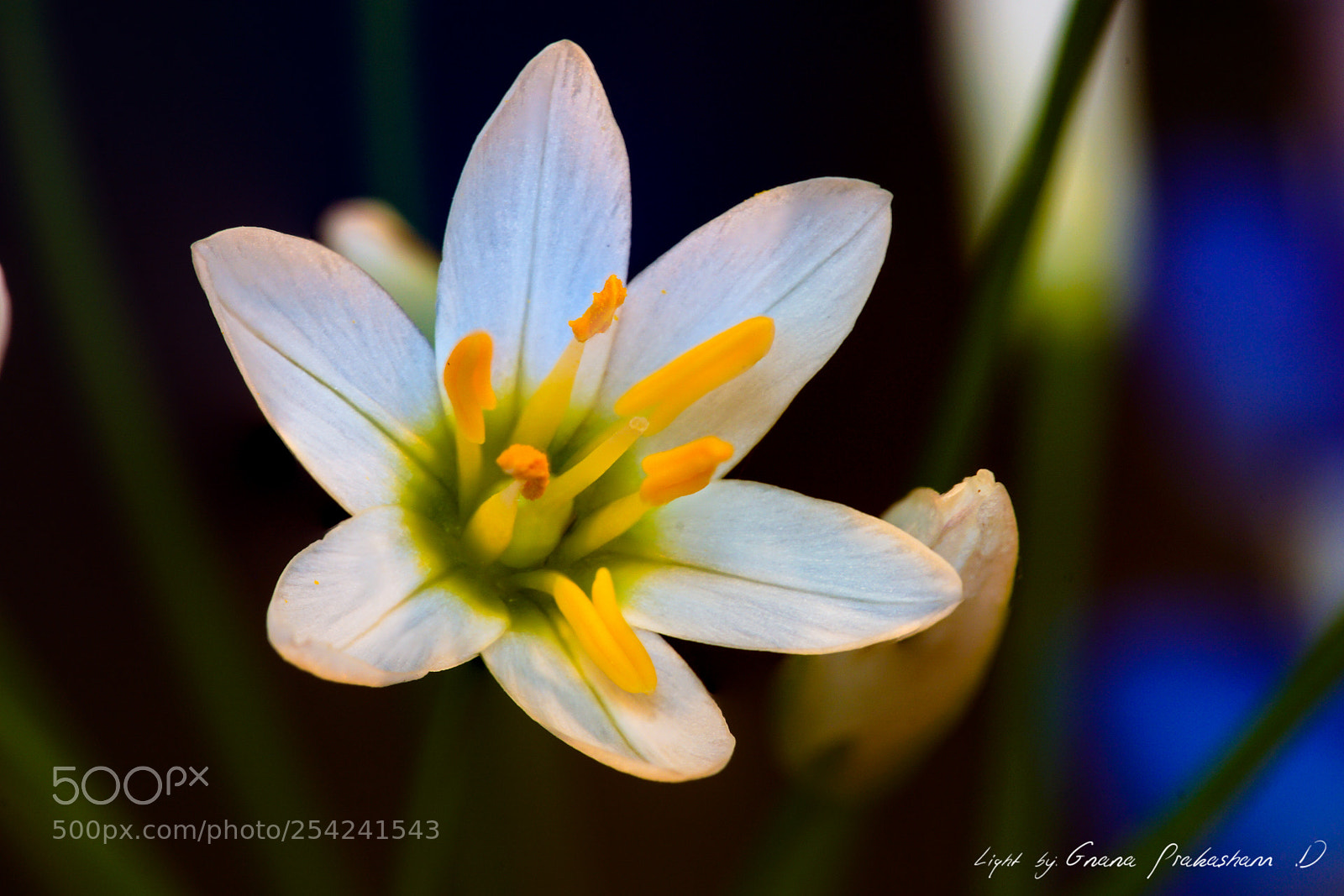 Sony a6000 sample photo. Garden wild flower photography