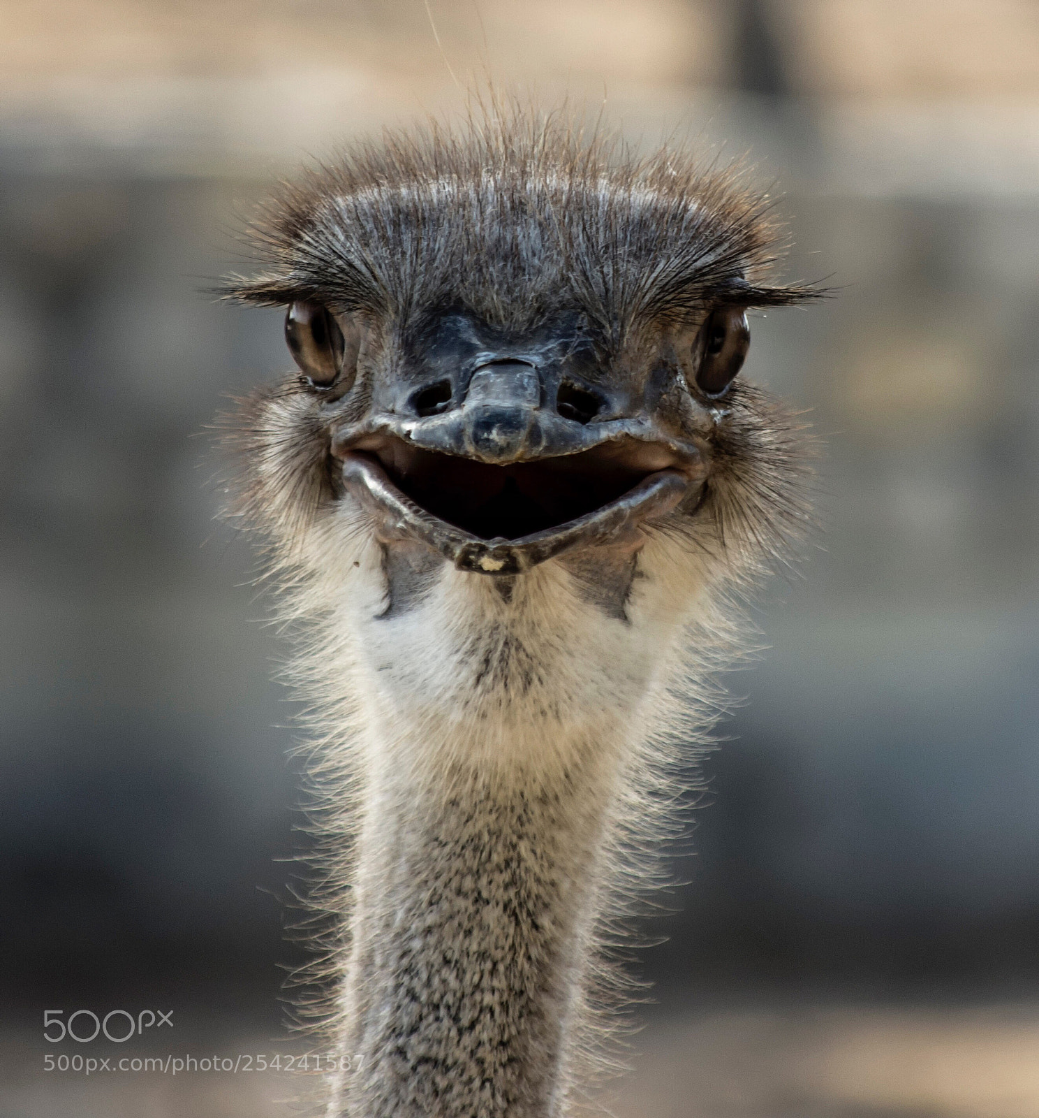 Nikon D7200 sample photo. Ostrich photography