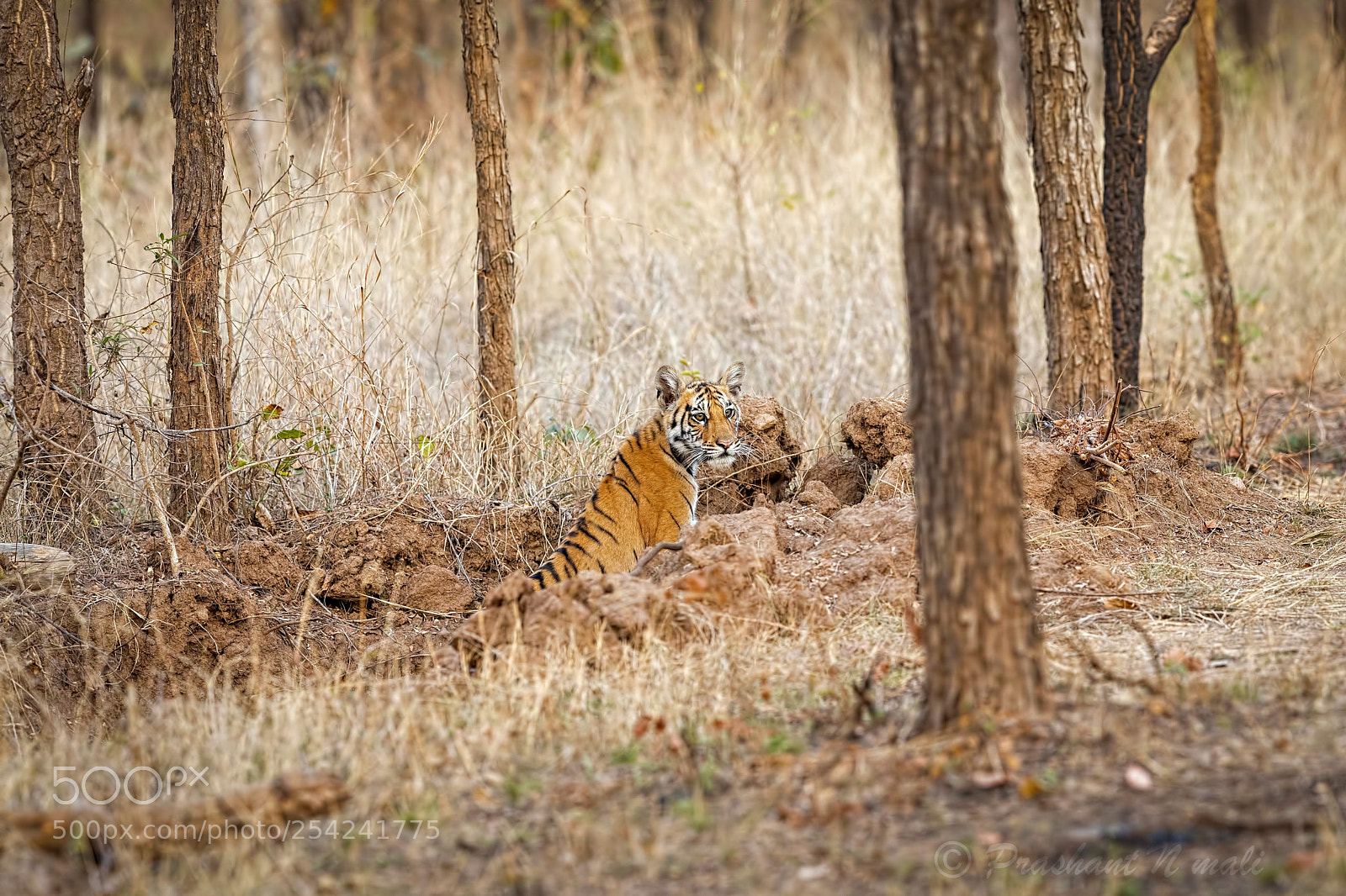 Canon EOS 5D Mark IV sample photo. Tiger cub photography