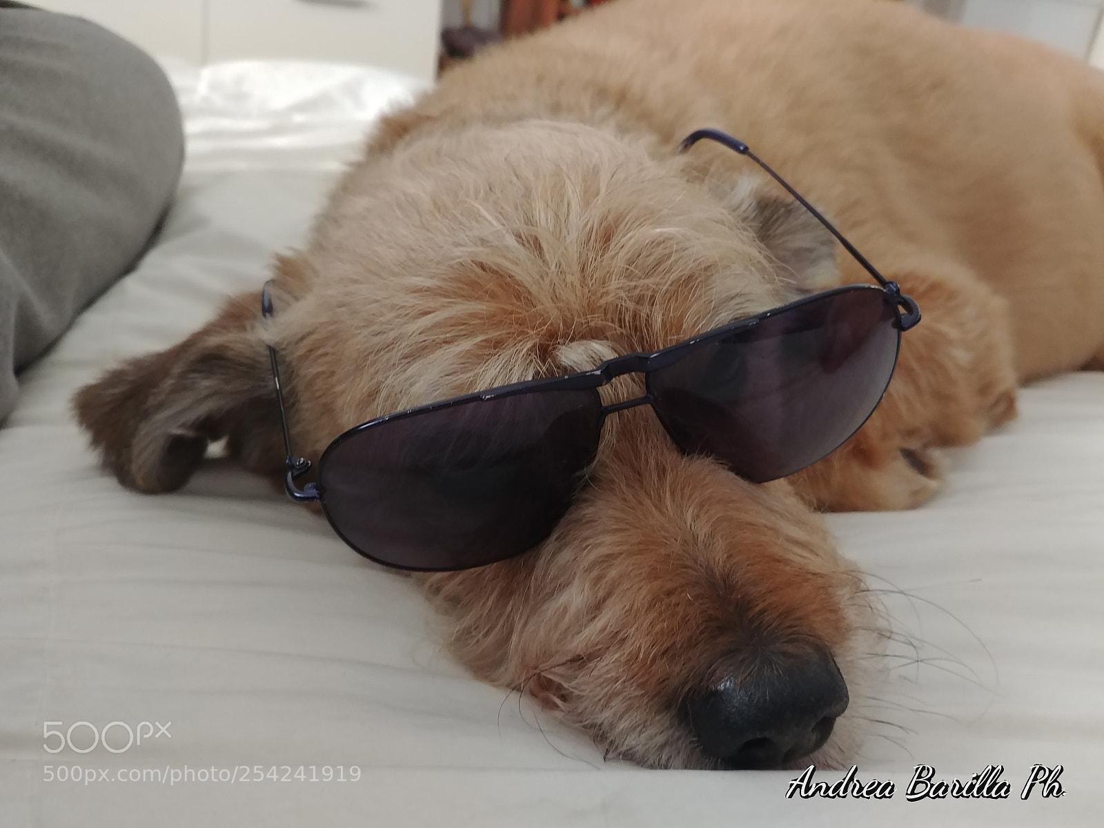 LG G6 sample photo. My dog photography