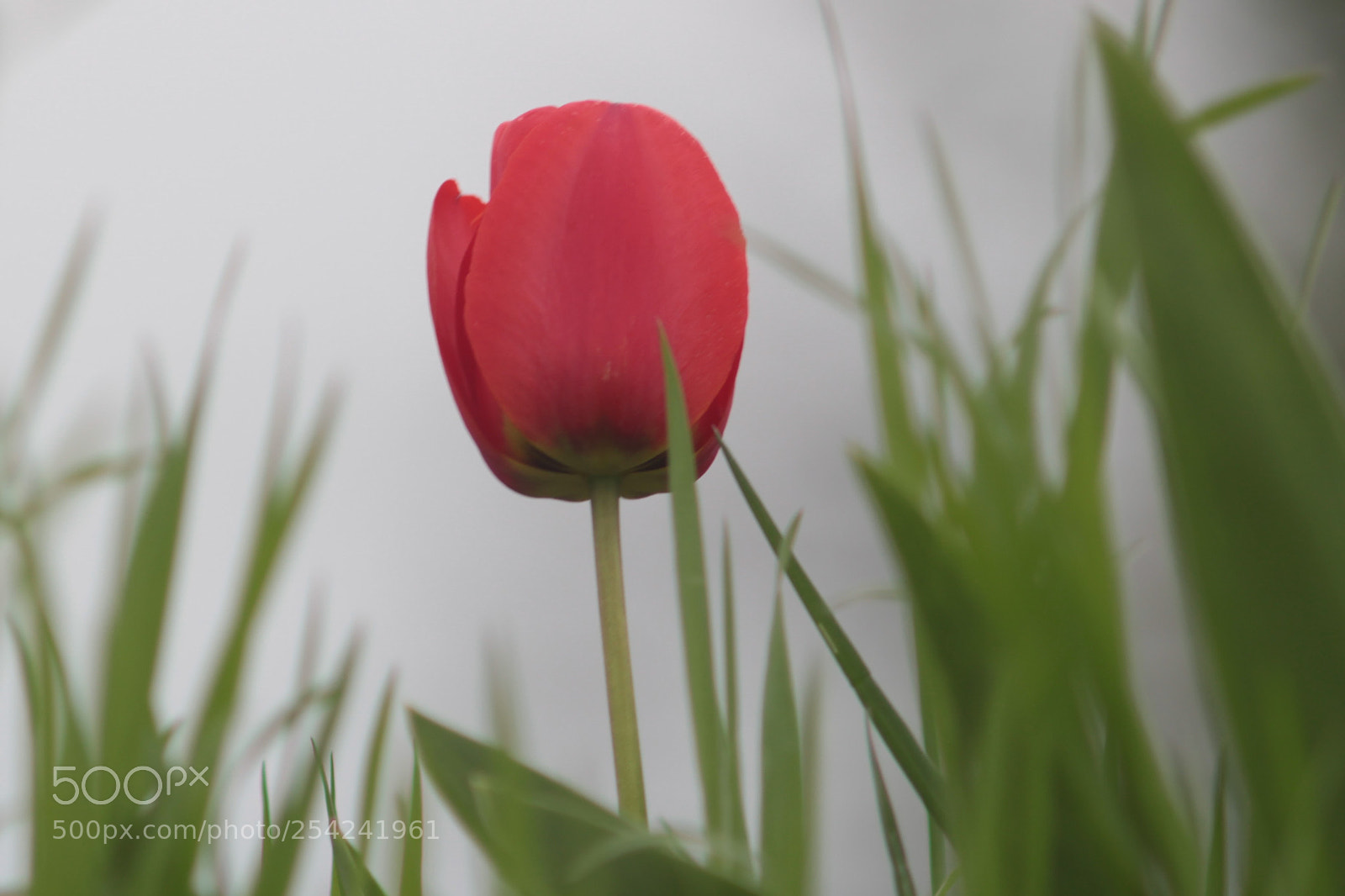 Canon EOS 100D (EOS Rebel SL1 / EOS Kiss X7) sample photo. Spring photography