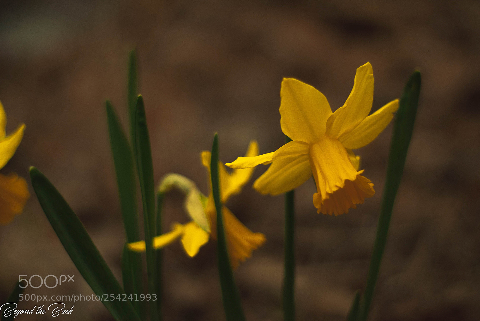 Nikon D3000 sample photo. Polson photography