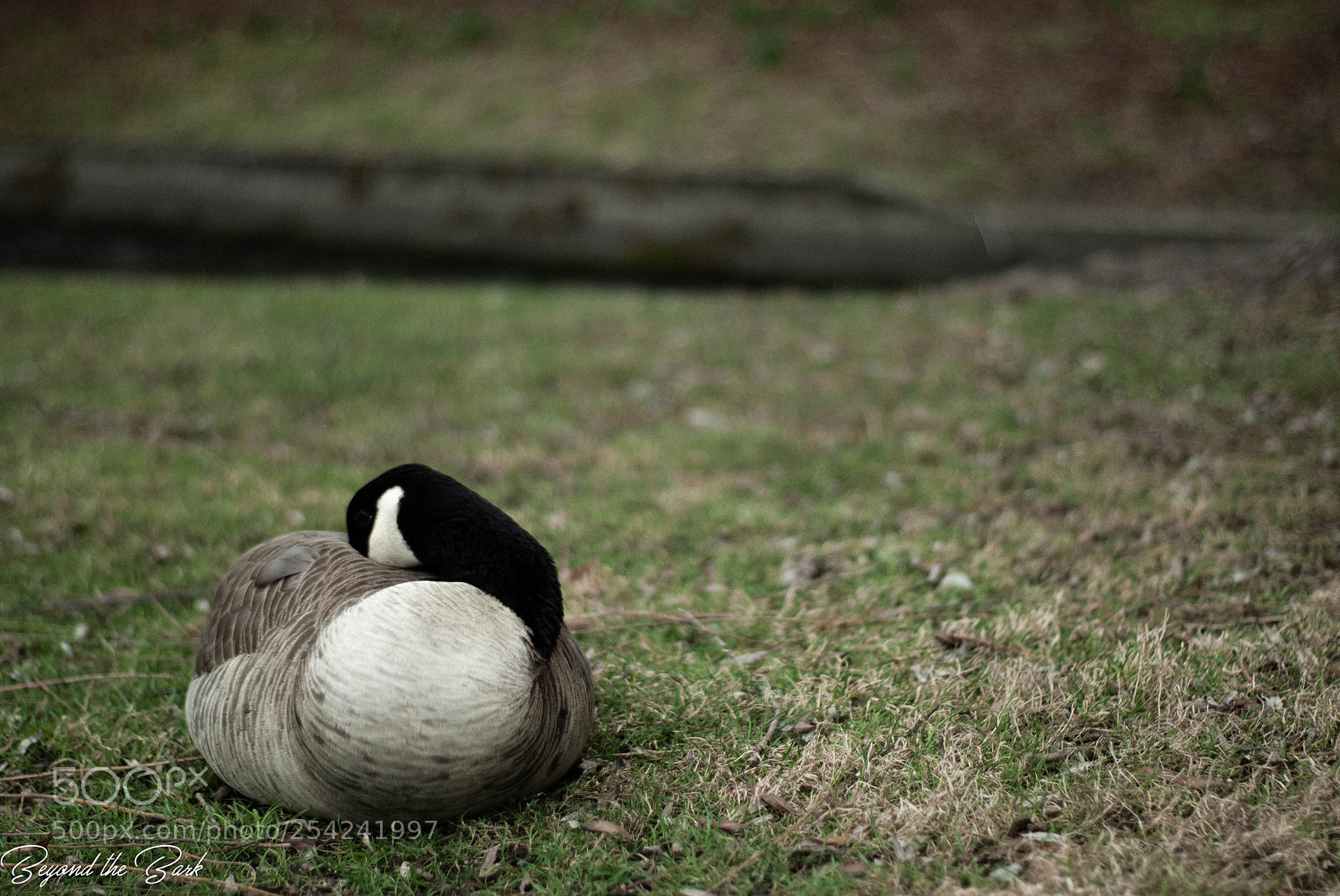 Nikon D3000 sample photo. Polson photography
