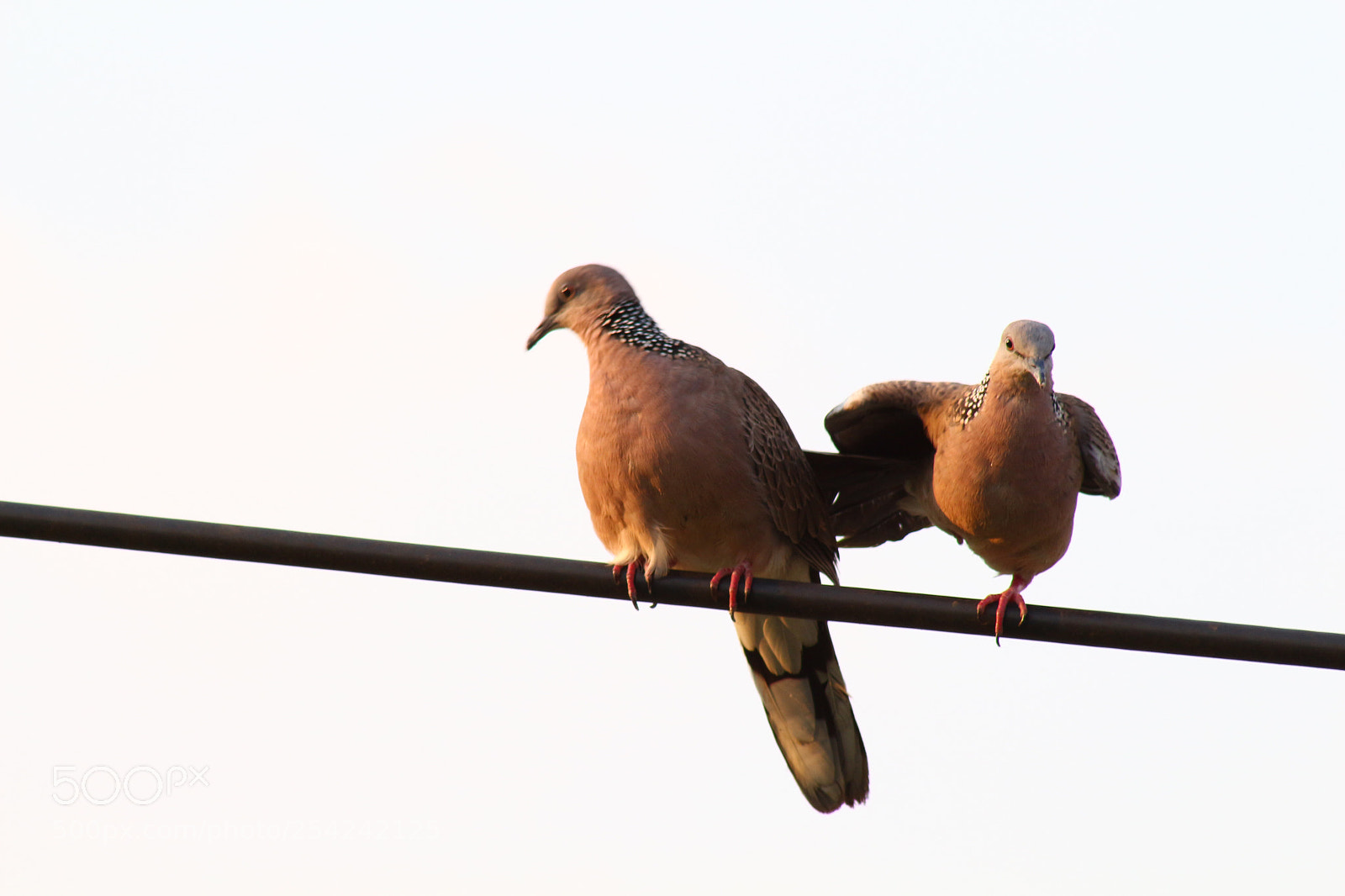 Canon EOS 700D (EOS Rebel T5i / EOS Kiss X7i) sample photo. Lovely rock pigeons or photography