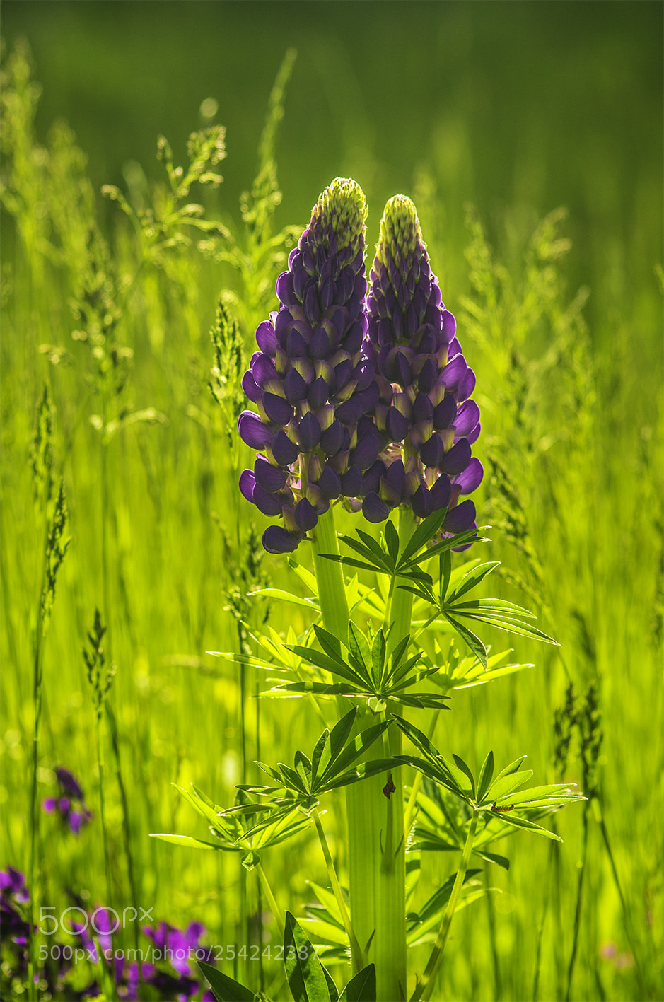 Pentax K-5 sample photo. Spring day photography
