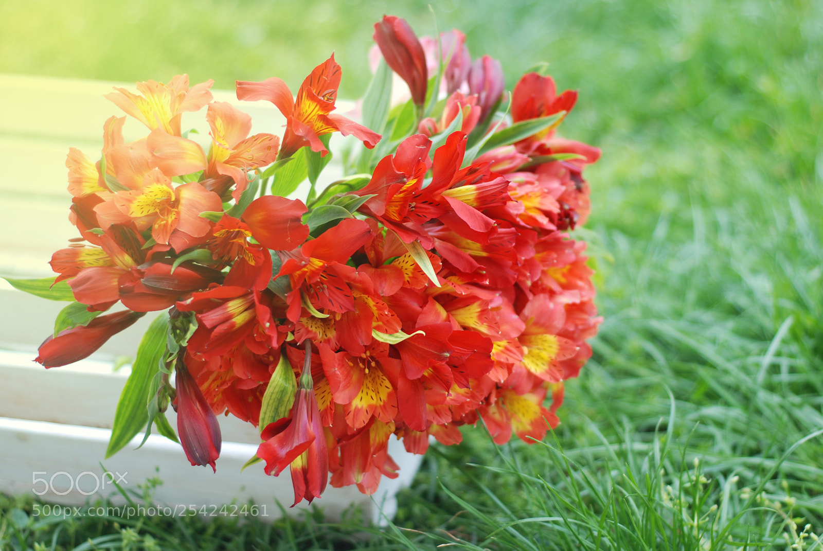 Nikon D80 sample photo. Red orange beautiful alstromeria photography