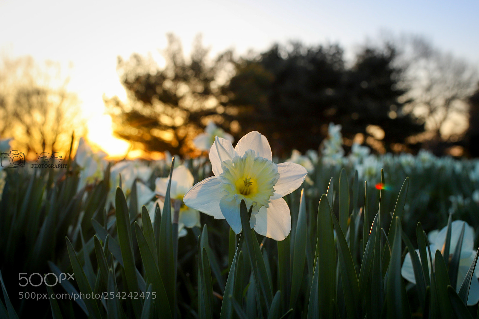 Canon EOS 6D Mark II sample photo. Img photography