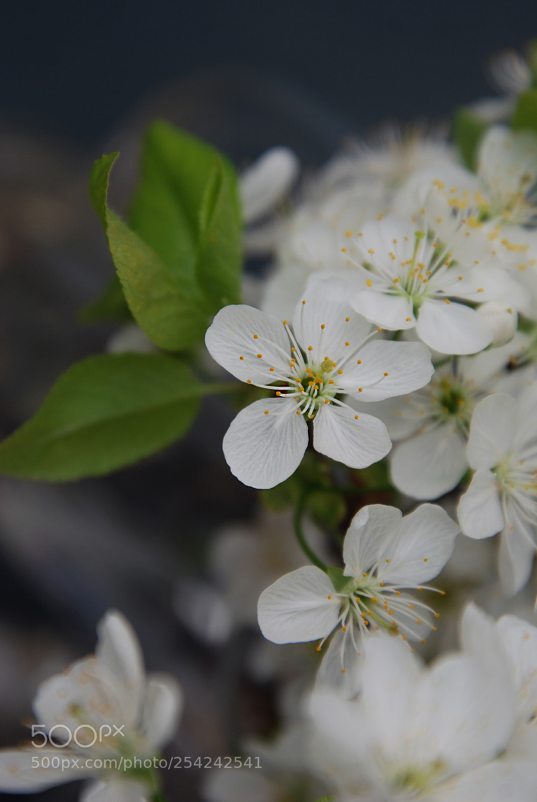 Nikon D80 sample photo. White flowers cherry blossoms photography