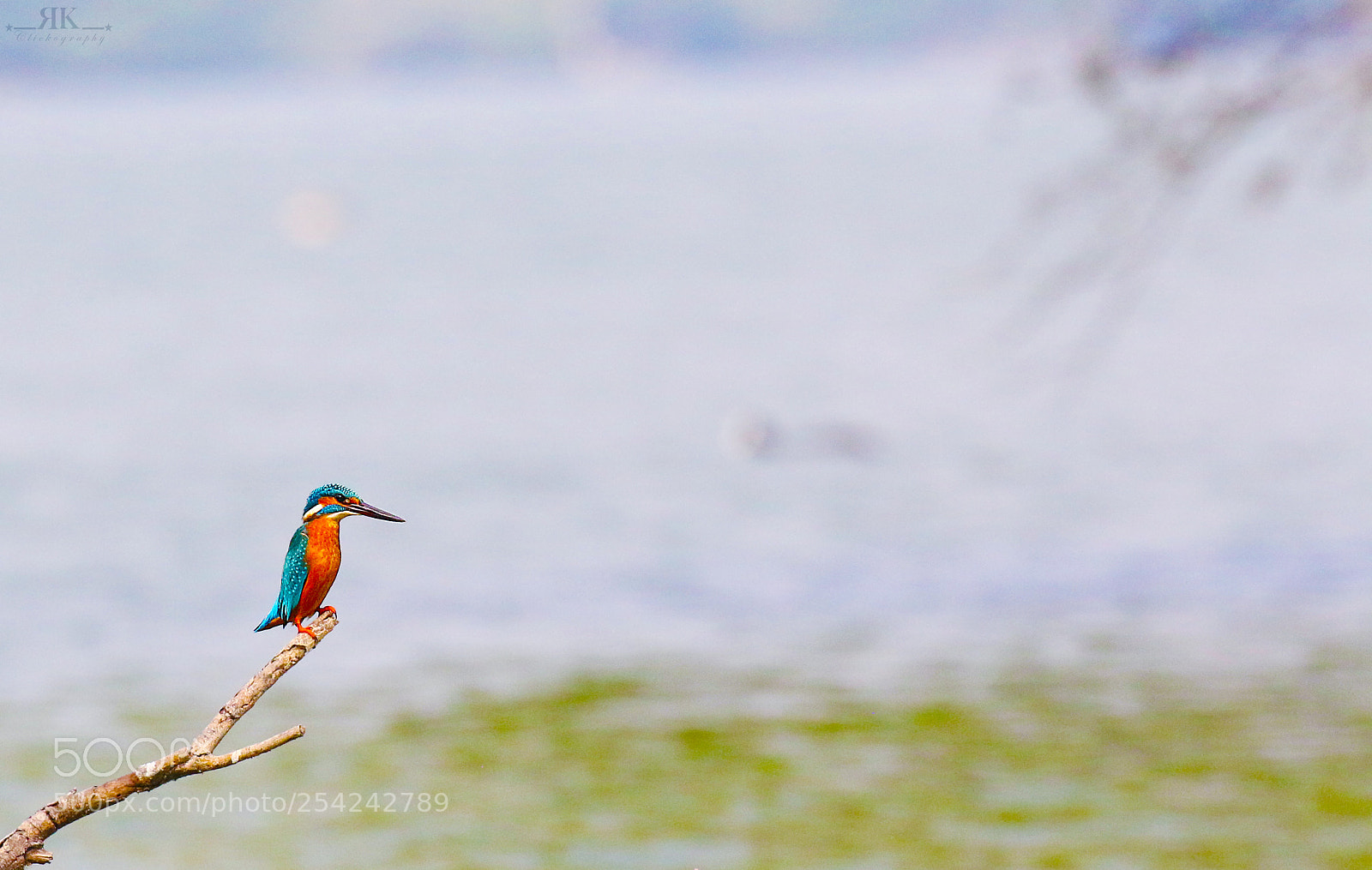 Canon EOS 70D sample photo. Common kingfisher photography