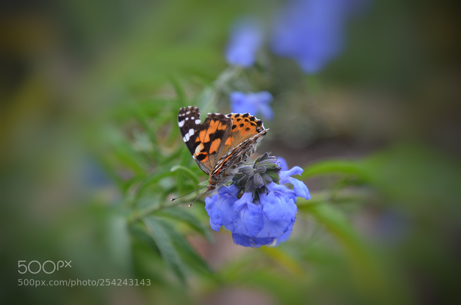 Nikon D5100 sample photo. Time for honey photography