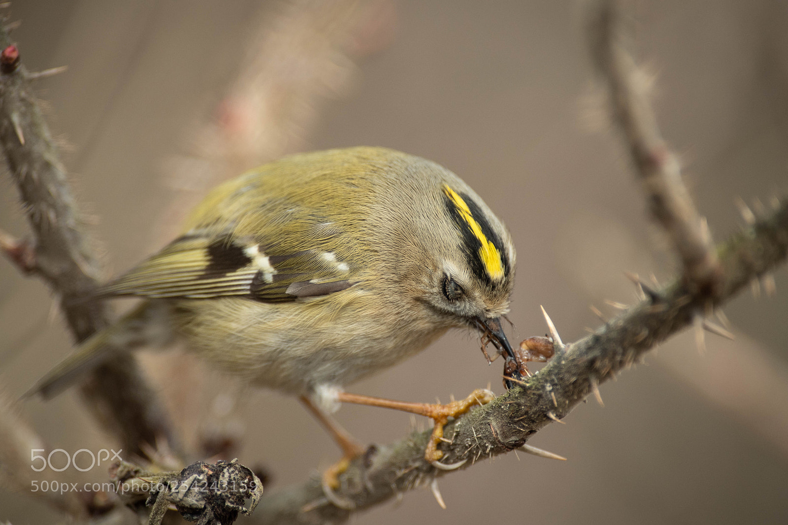 Nikon D5 sample photo. Lunch time photography