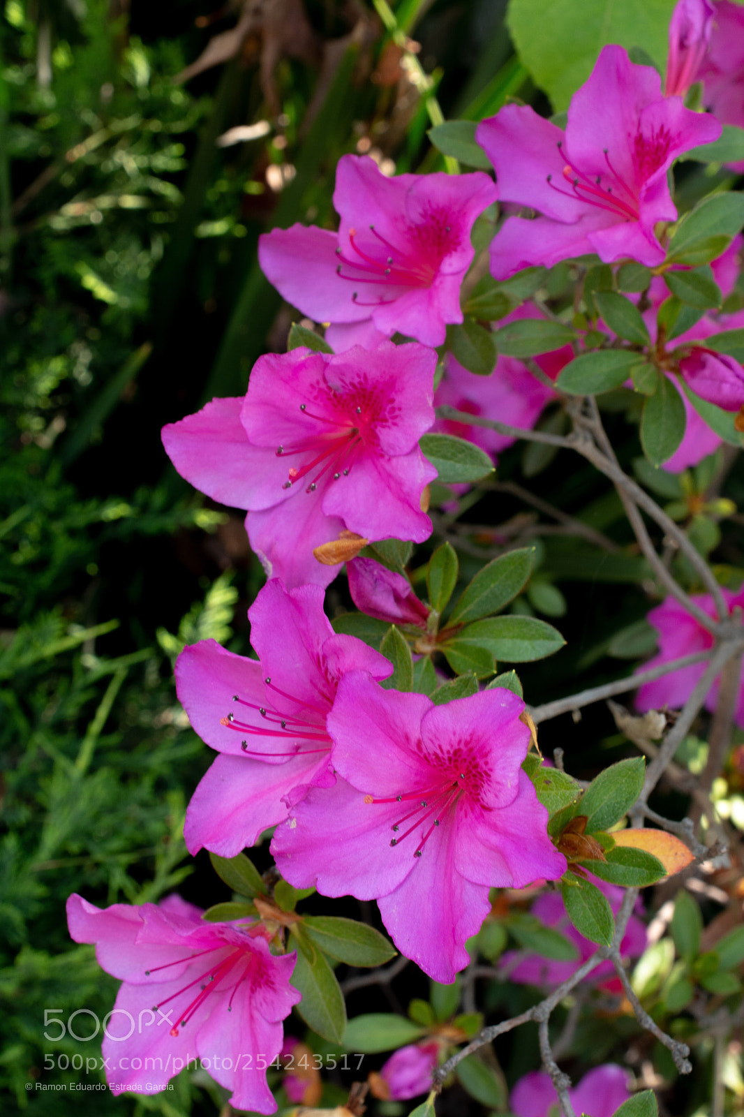 Nikon D7100 sample photo. Flowers photography