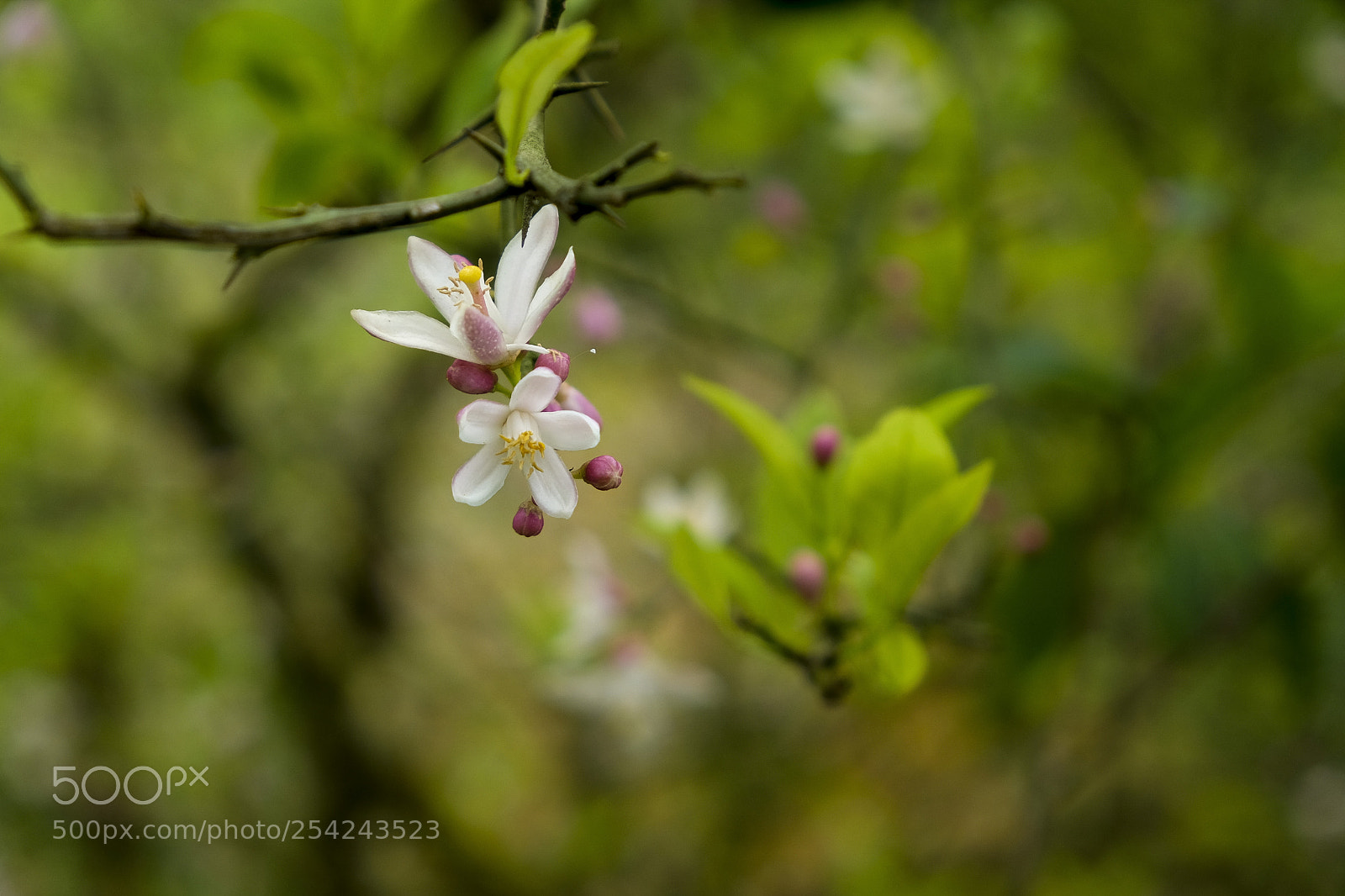 Fujifilm X-T10 sample photo. Blossom photography