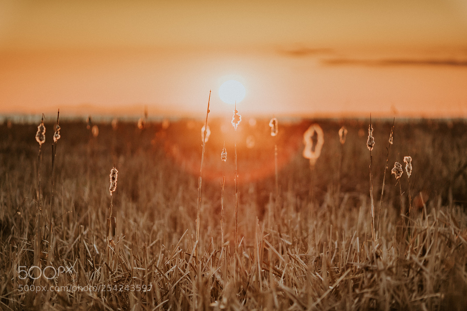 Sony a7 III sample photo. Golden sunset photography