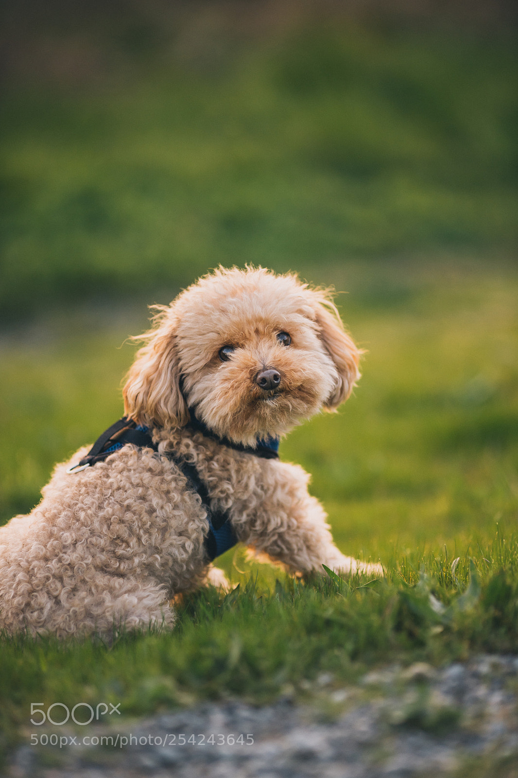 Sony a7 III sample photo. Max 2 photography