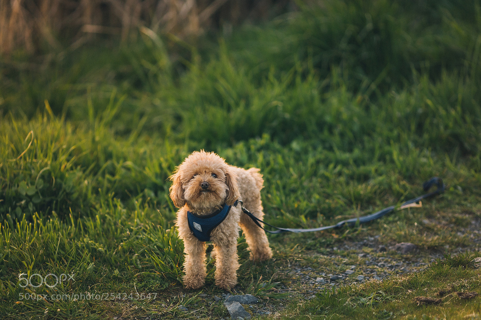 Sony a7 III sample photo. Max 1 photography