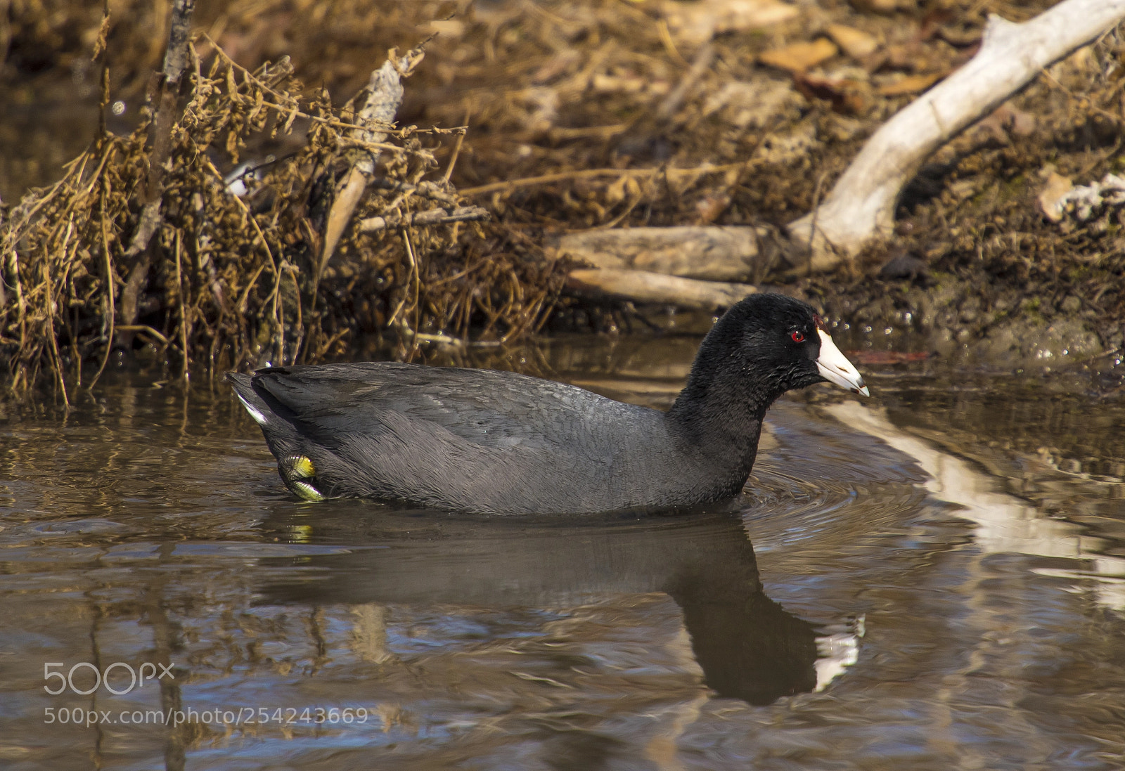 Nikon D810 sample photo. American coot photography