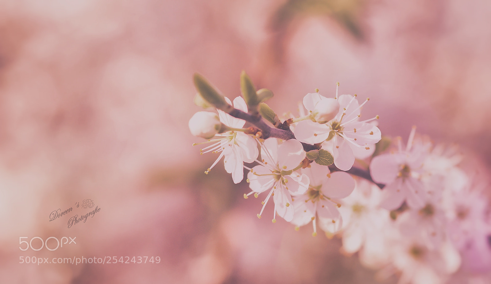 Canon EOS 70D sample photo. Wildflower photography