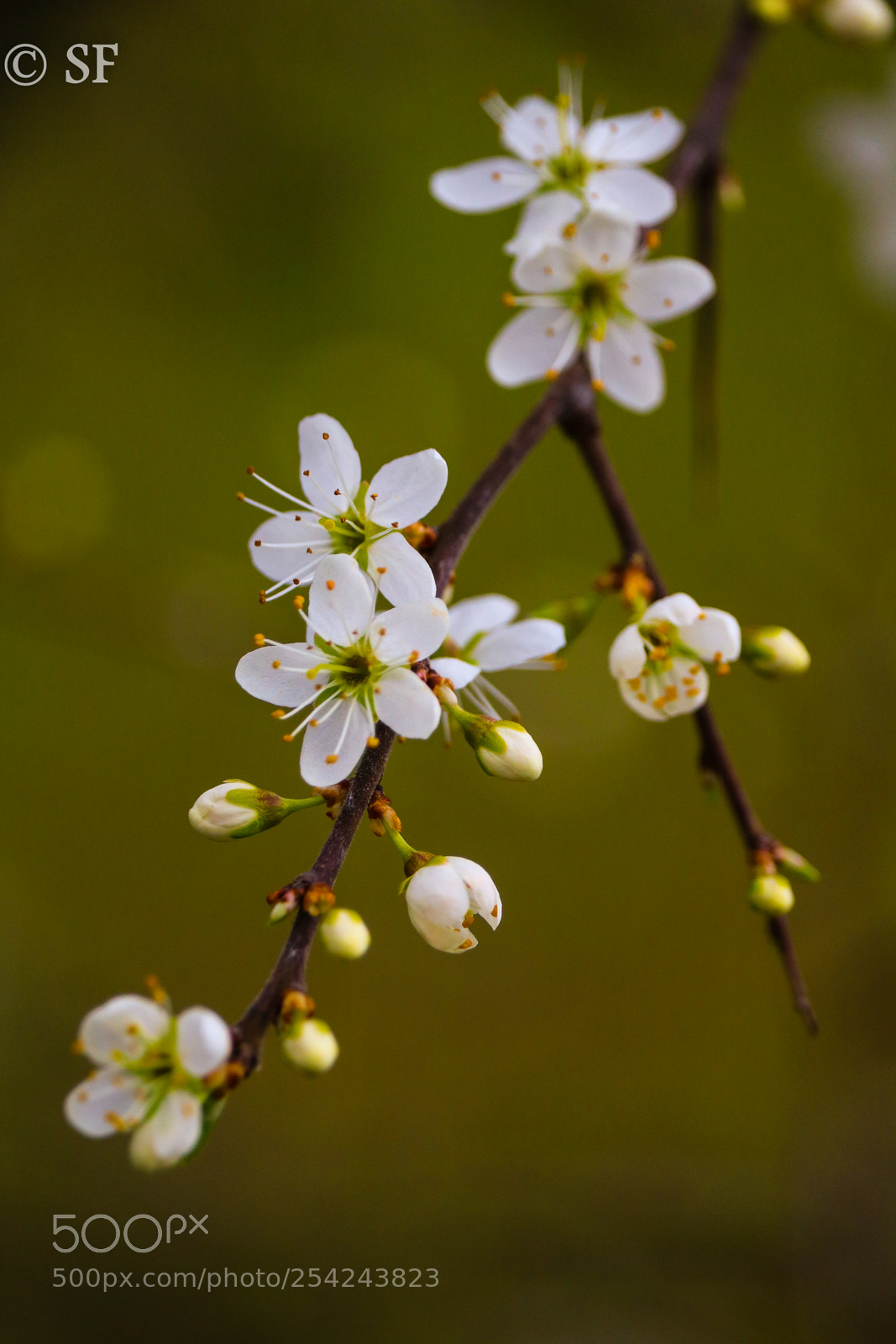 Canon EOS 750D (EOS Rebel T6i / EOS Kiss X8i) sample photo. Blackthorn blossom photography
