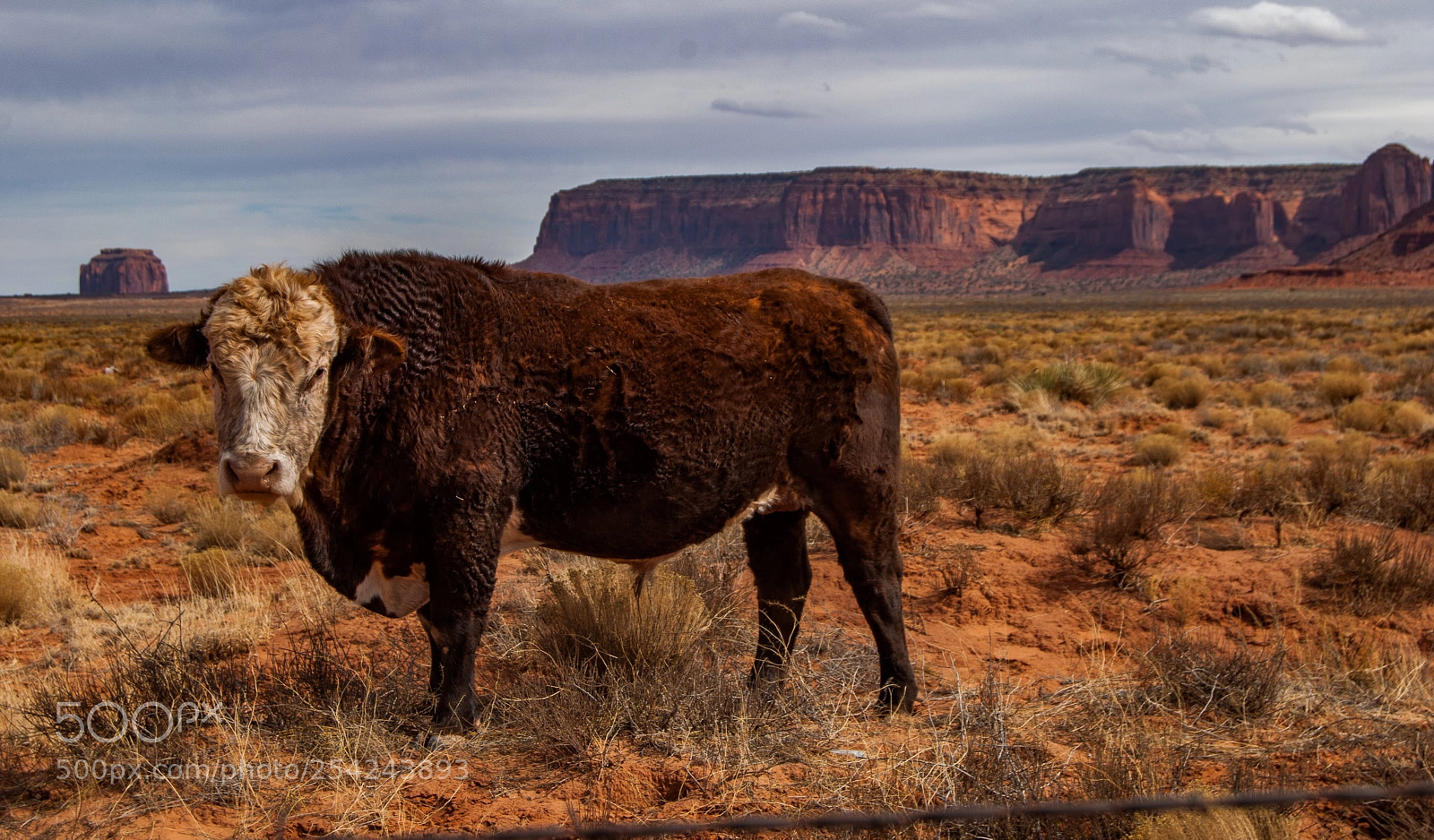 Nikon D60 sample photo. Cow of the desert photography