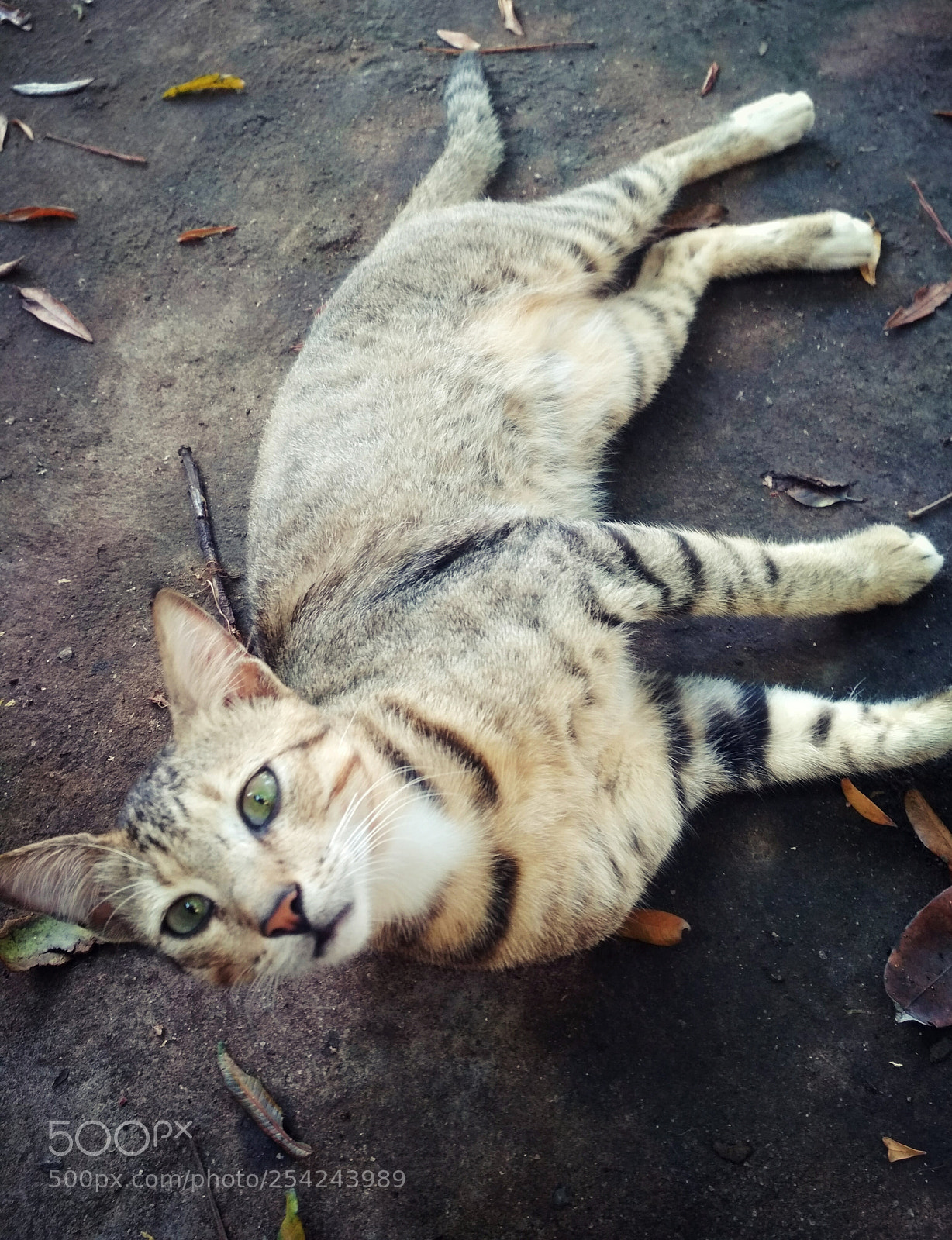 Xiaomi Redmi 4X sample photo. I'm so sleepy photography