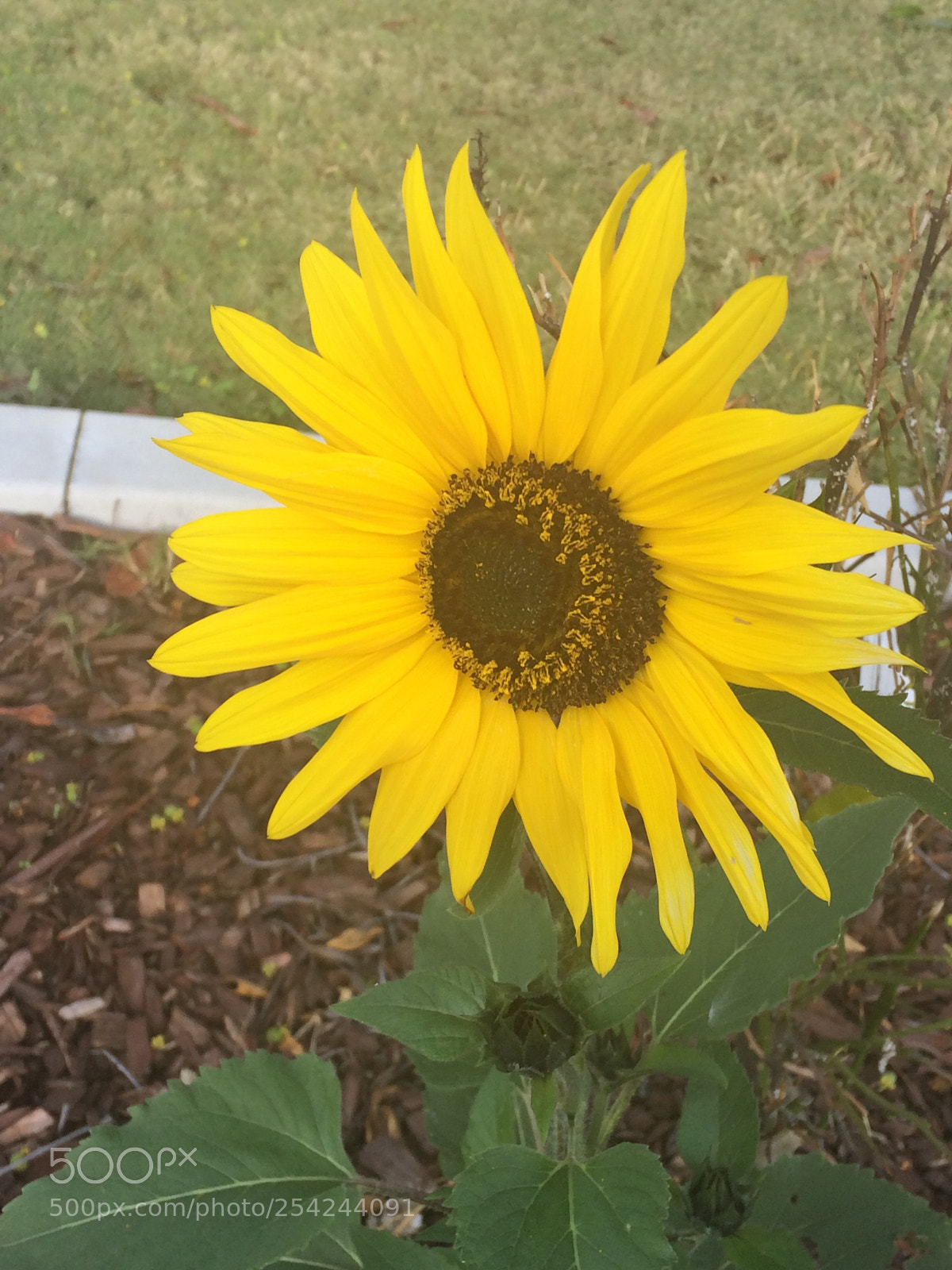 Apple iPhone 5s sample photo. Sunshine  photography