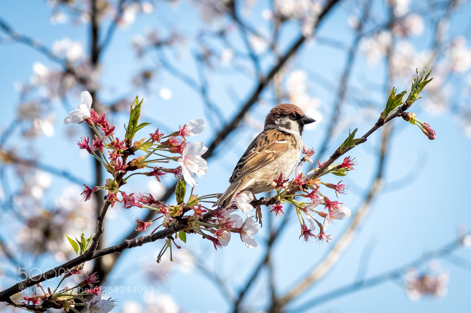 Fujifilm X-T2 sample photo. Cherry blossom bird photography