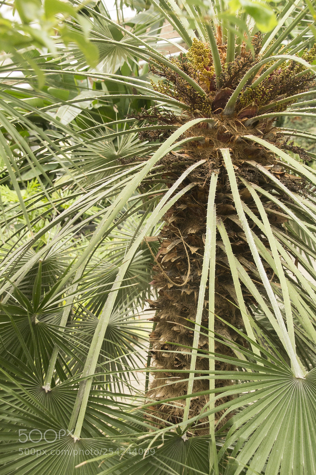 Canon EOS 1200D (EOS Rebel T5 / EOS Kiss X70 / EOS Hi) sample photo. Tropical tree. photography