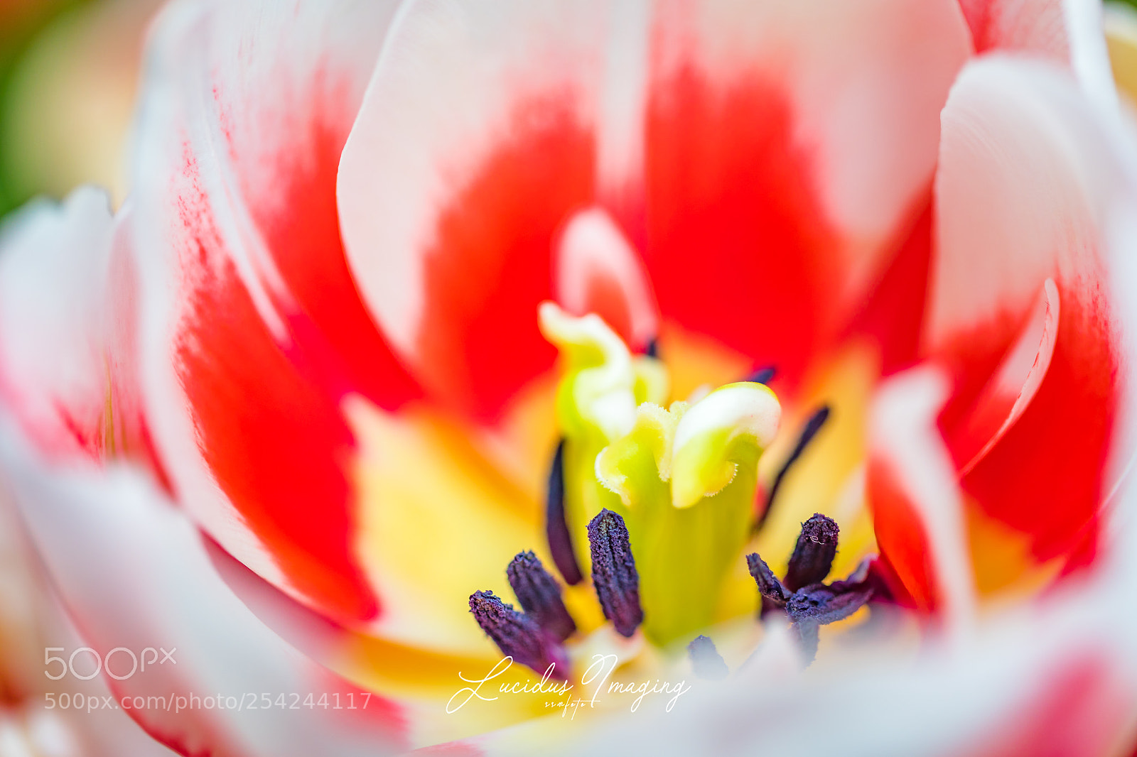 Canon EOS 5D Mark IV sample photo. Tulip elements photography