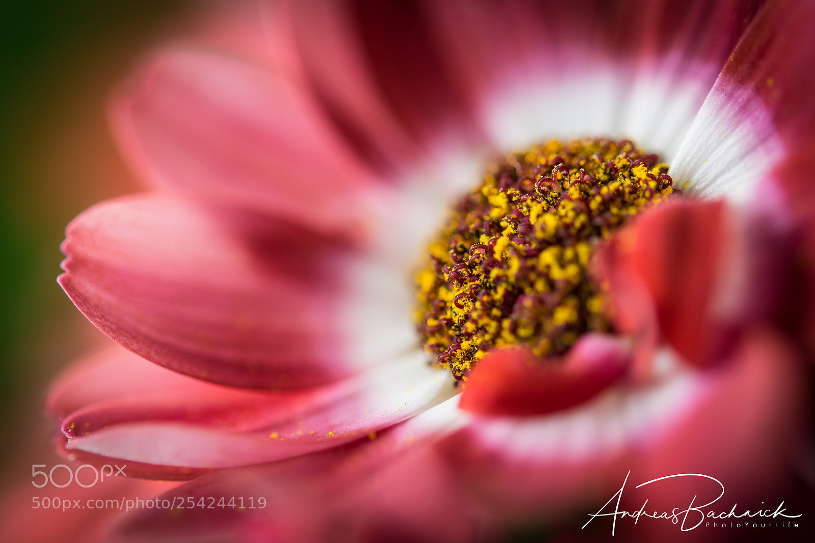 Nikon D5200 sample photo. Silky red photography