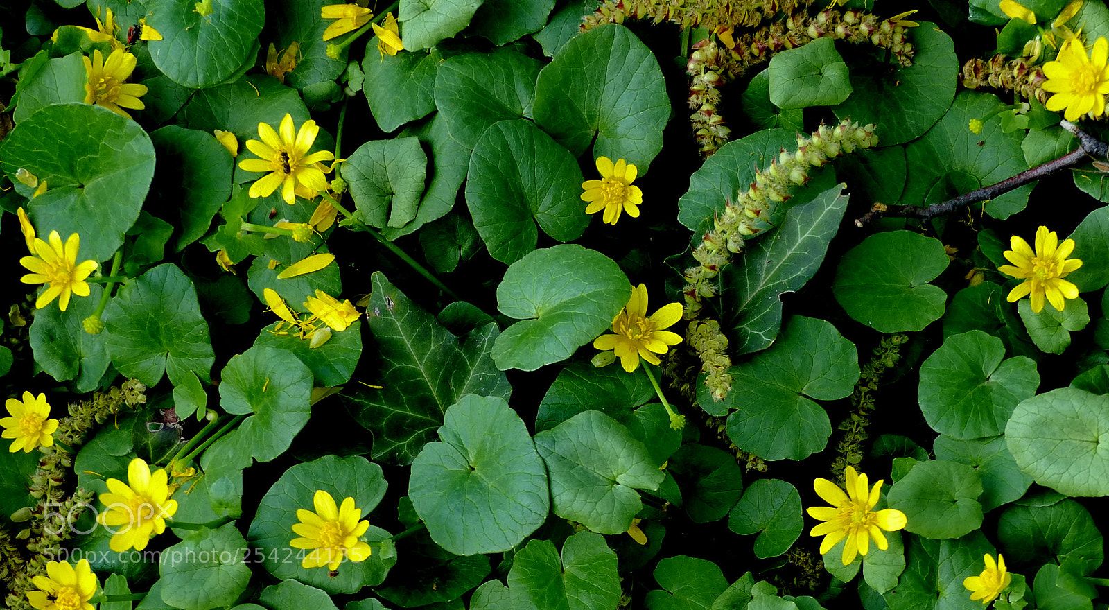 Panasonic Lumix DMC-FZ200 sample photo. Spring in park. photography
