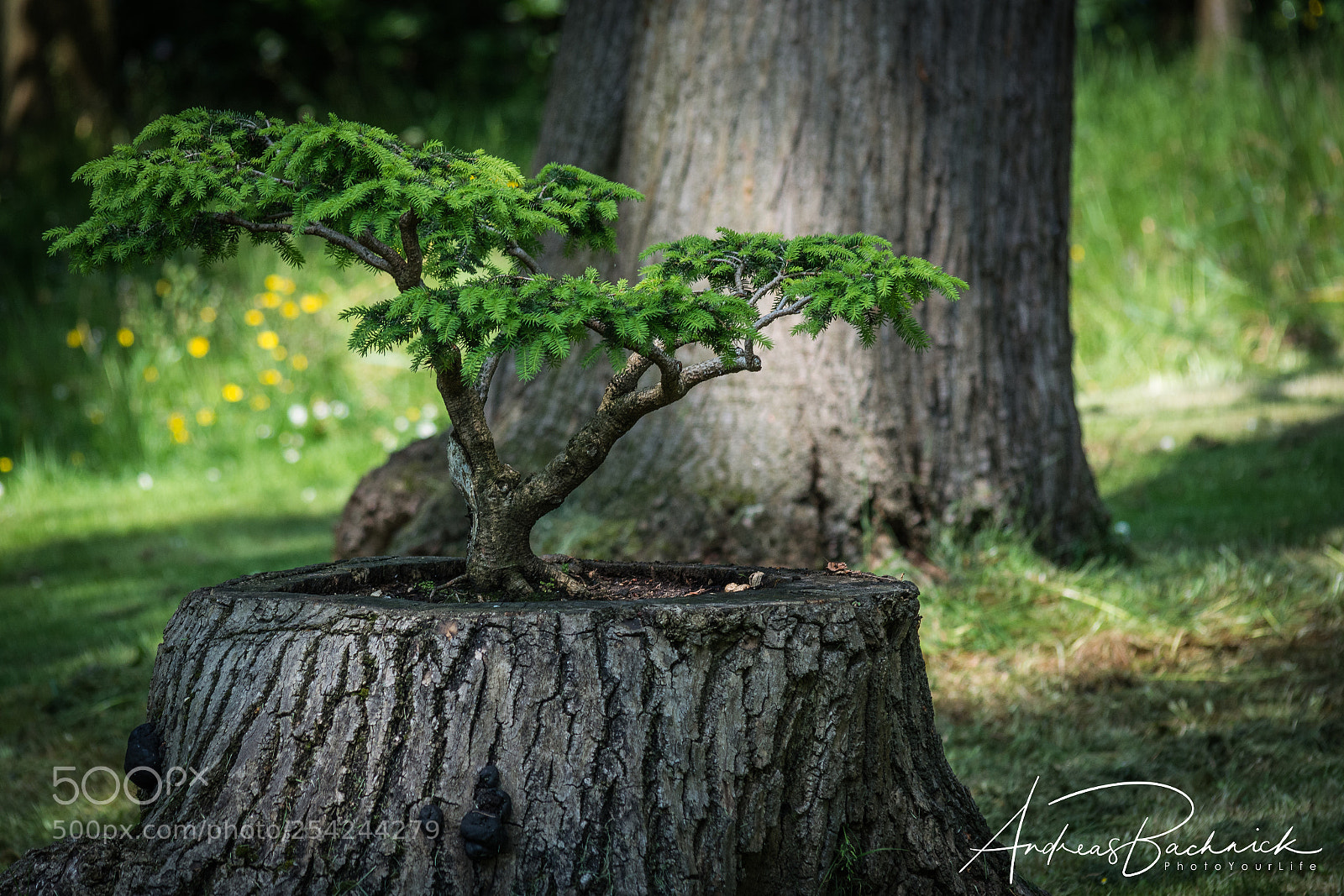 Nikon D5200 sample photo. Tree in tree photography