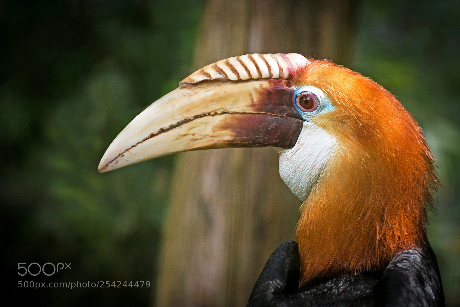 Nikon D800 sample photo. Blyth's hornbill photography