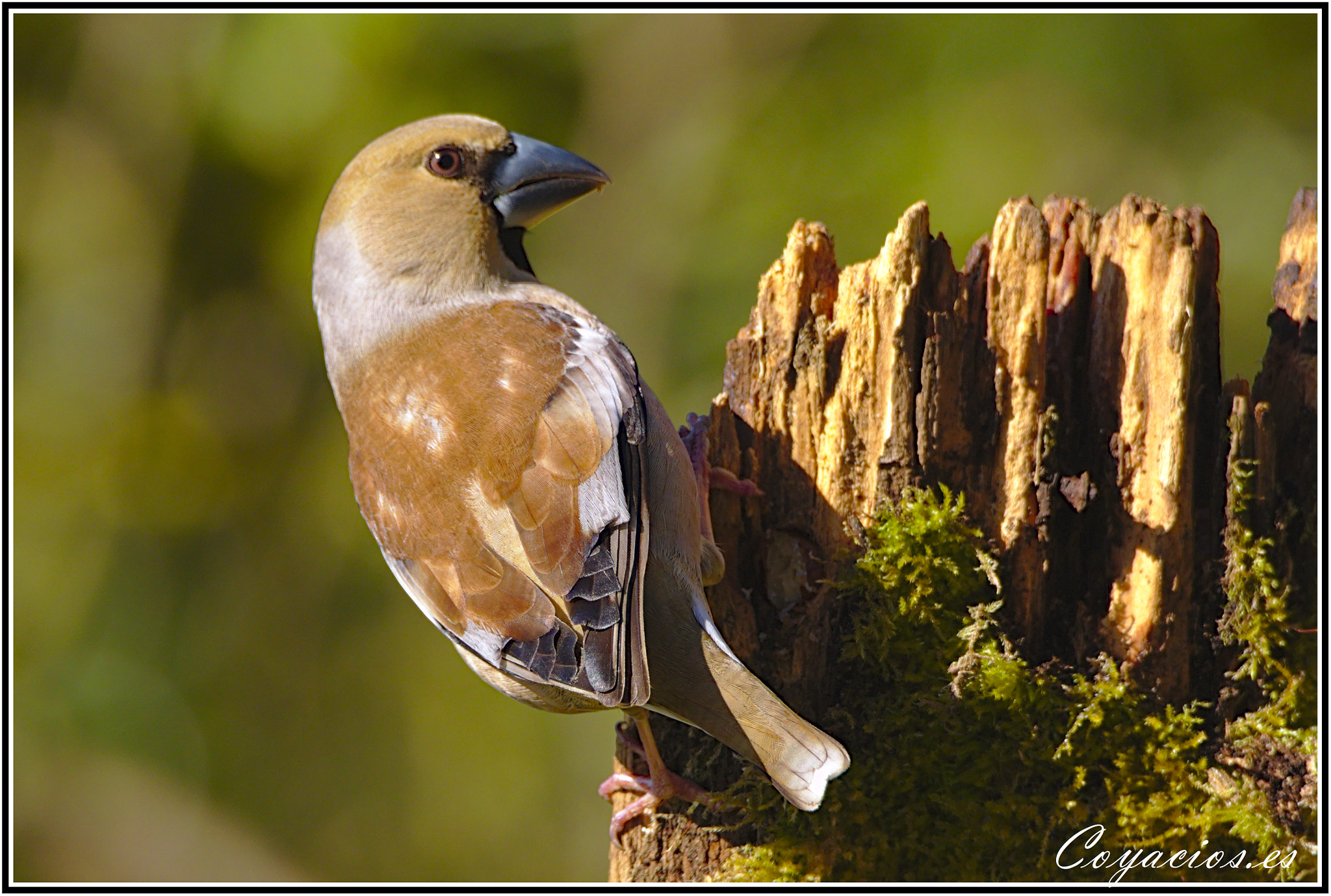Canon EOS 7D Mark II sample photo. Picogordo (coccothraustes coccothraustes) photography