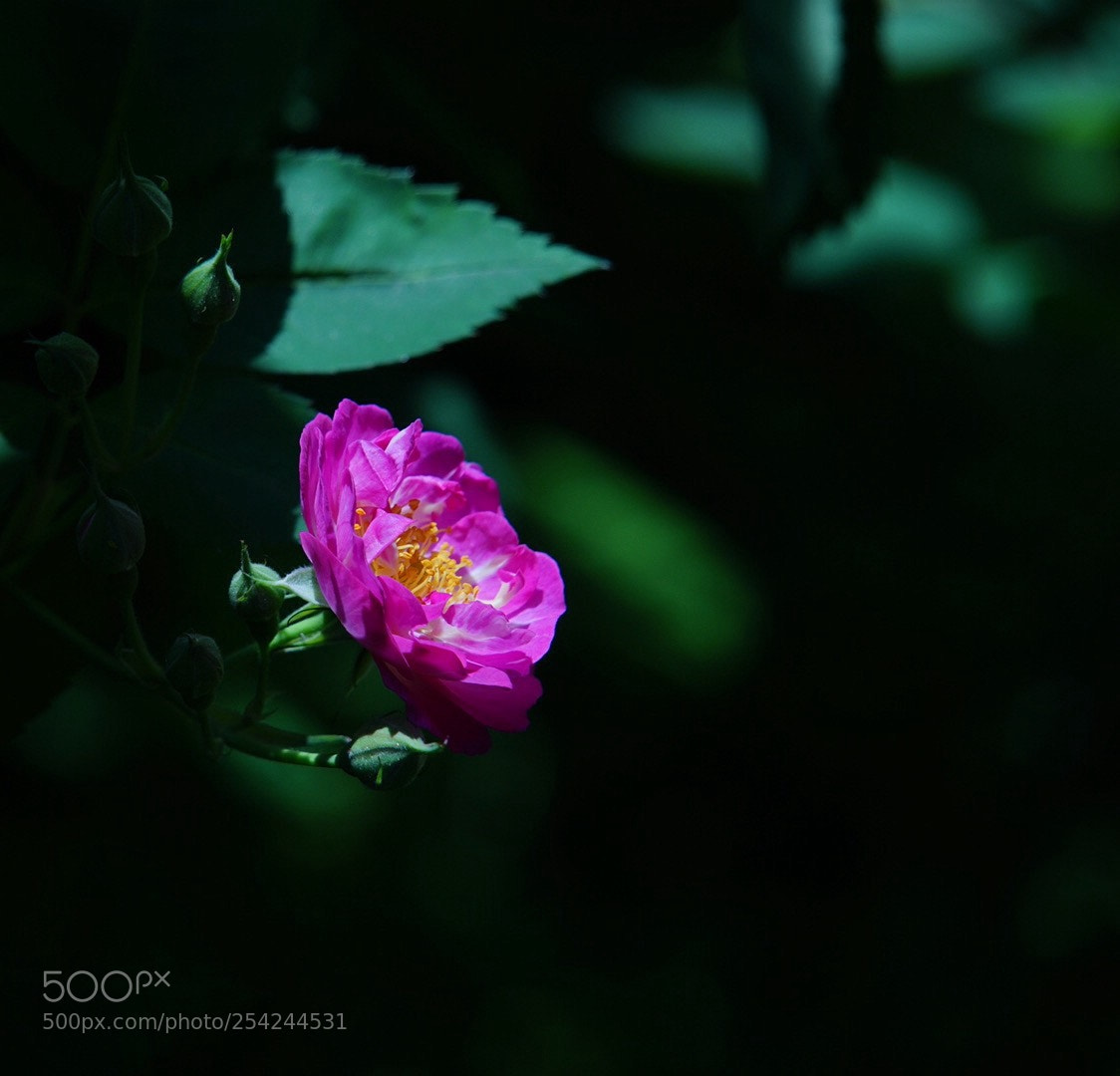 Sony a7 II sample photo. 绽放 photography