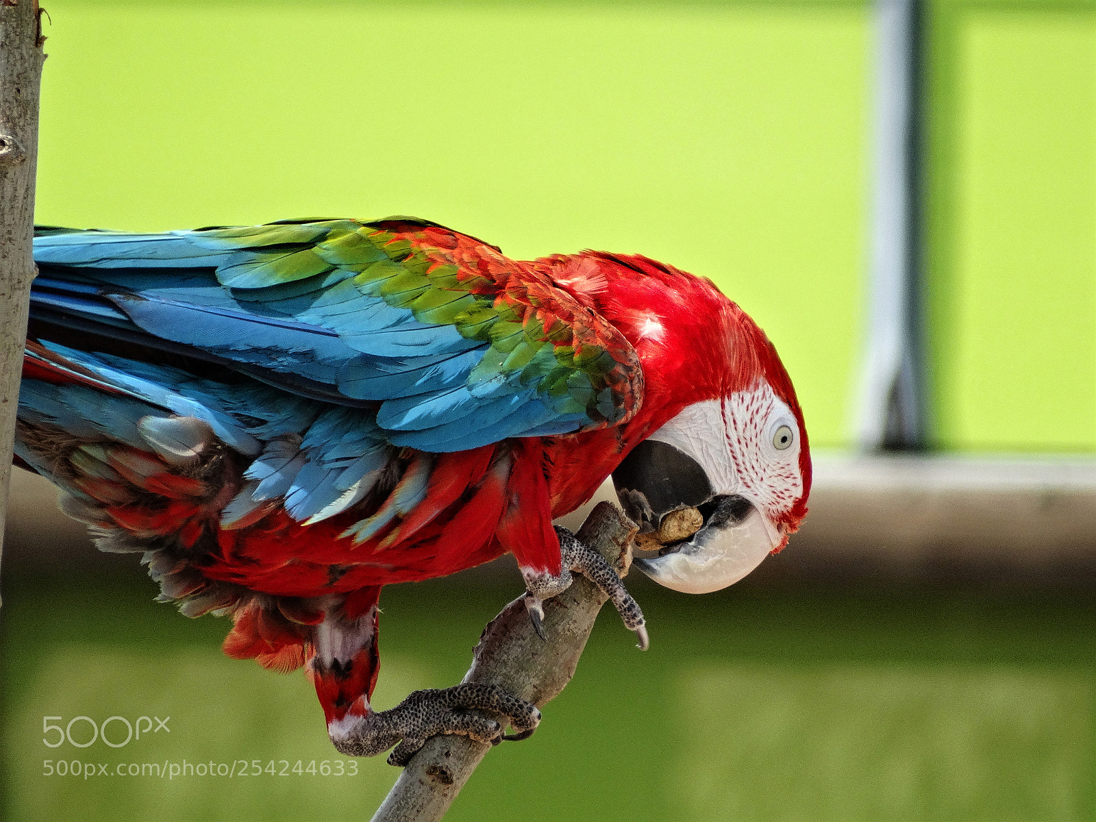 Sony Cyber-shot DSC-HX300 sample photo. Zoo photography