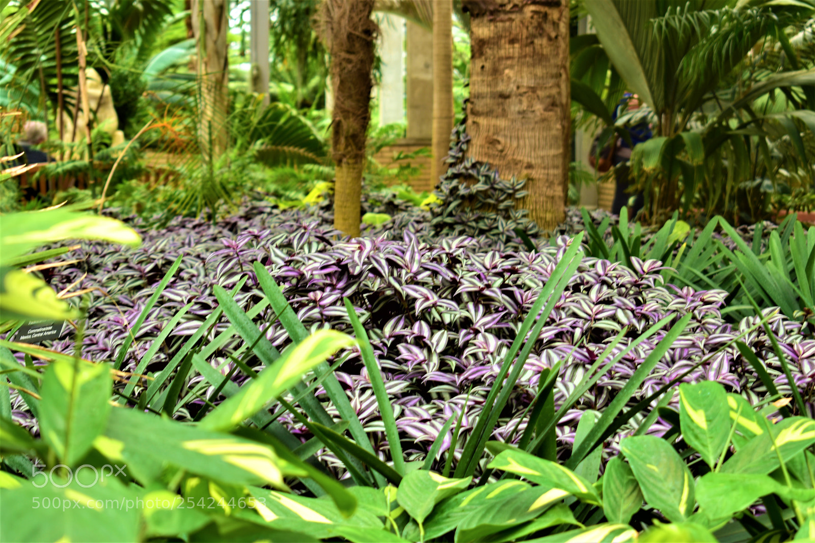 Nikon D5500 sample photo. Garden photography