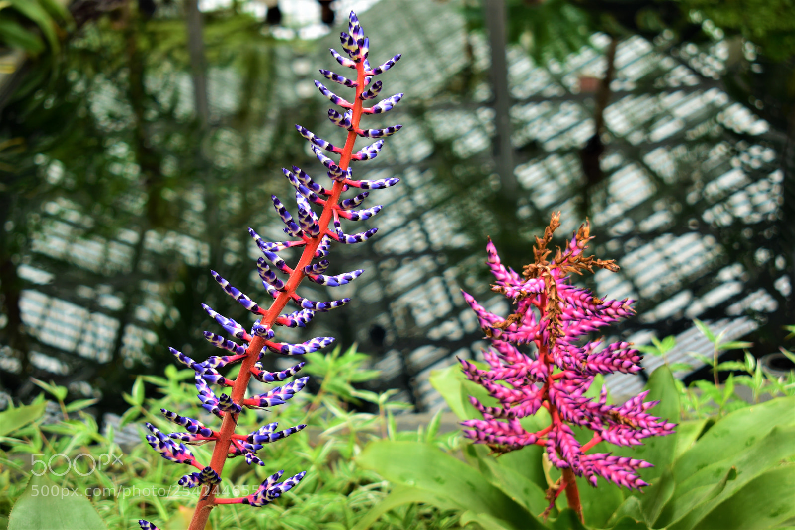 Nikon D5500 sample photo. Garden photography