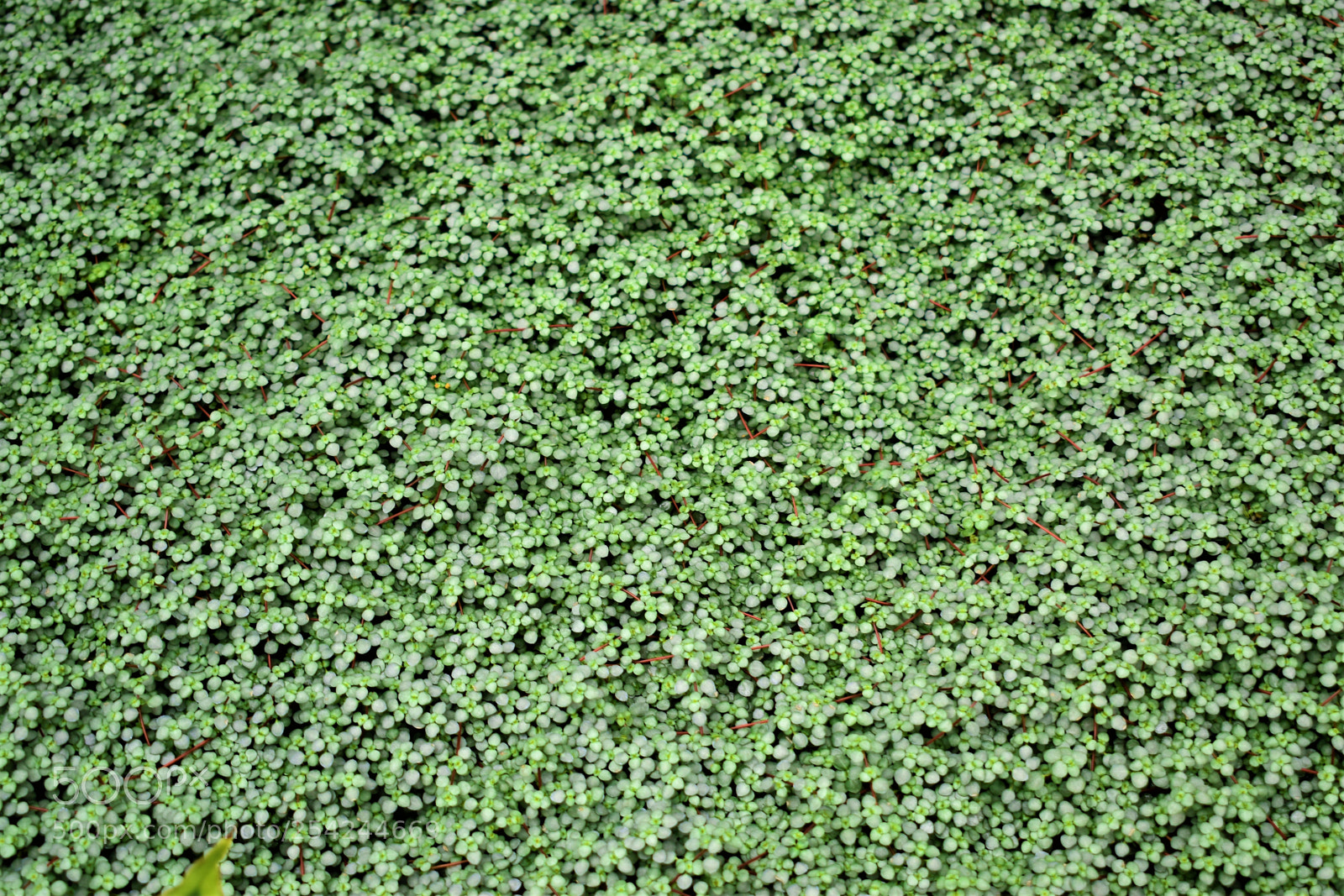 Nikon D5500 sample photo. Garden photography