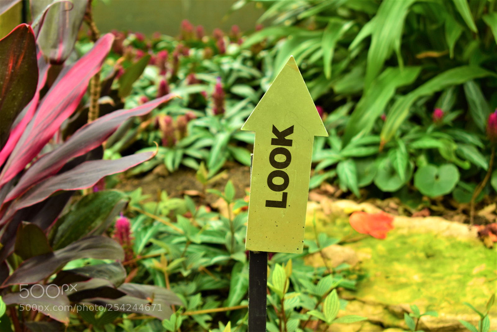 Nikon D5500 sample photo. Garden photography
