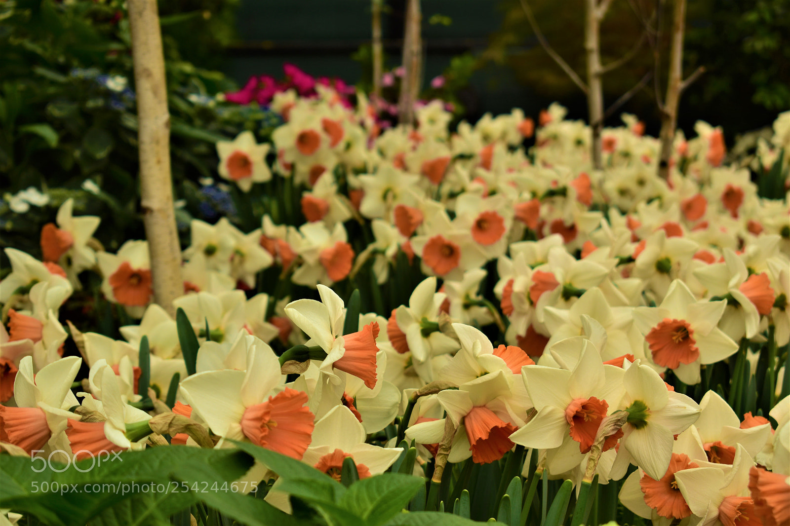 Nikon D5500 sample photo. Garden photography
