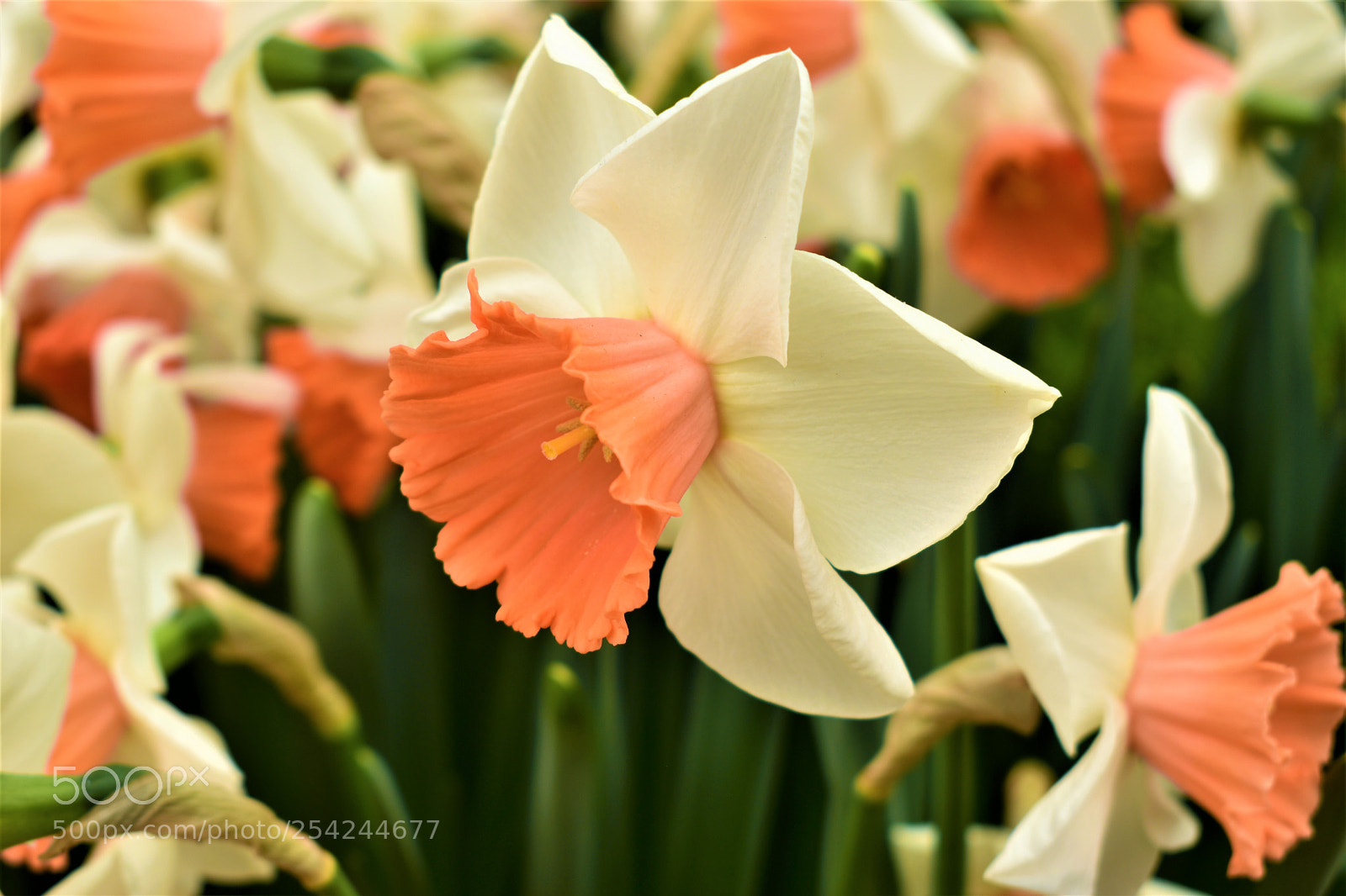 Nikon D5500 sample photo. Garden photography
