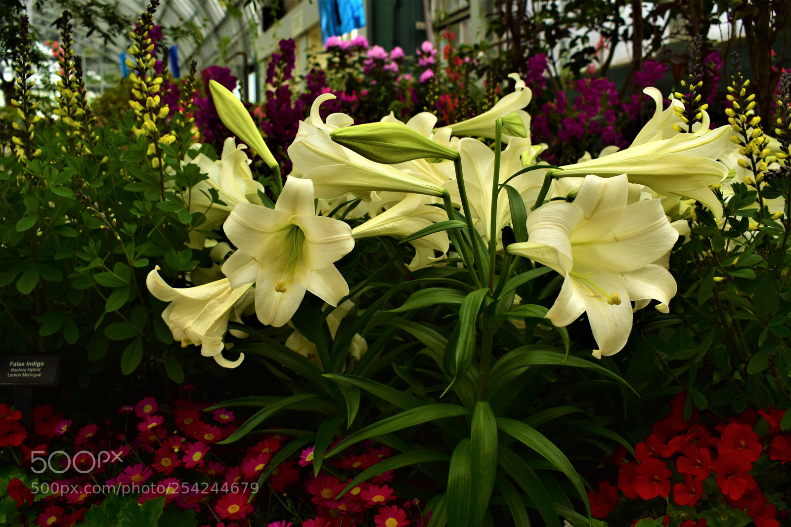 Nikon D5500 sample photo. Garden photography