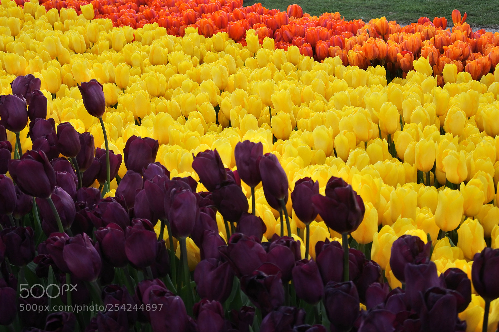 Nikon 1 J5 sample photo. Tiptoe through the tulips photography