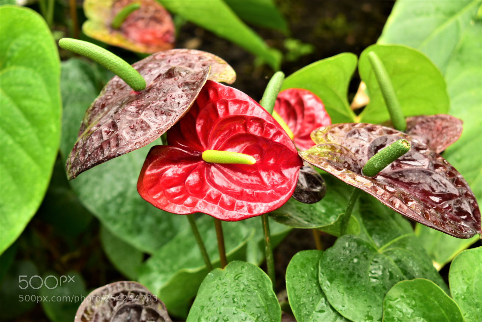 Nikon D5500 sample photo. Garden photography