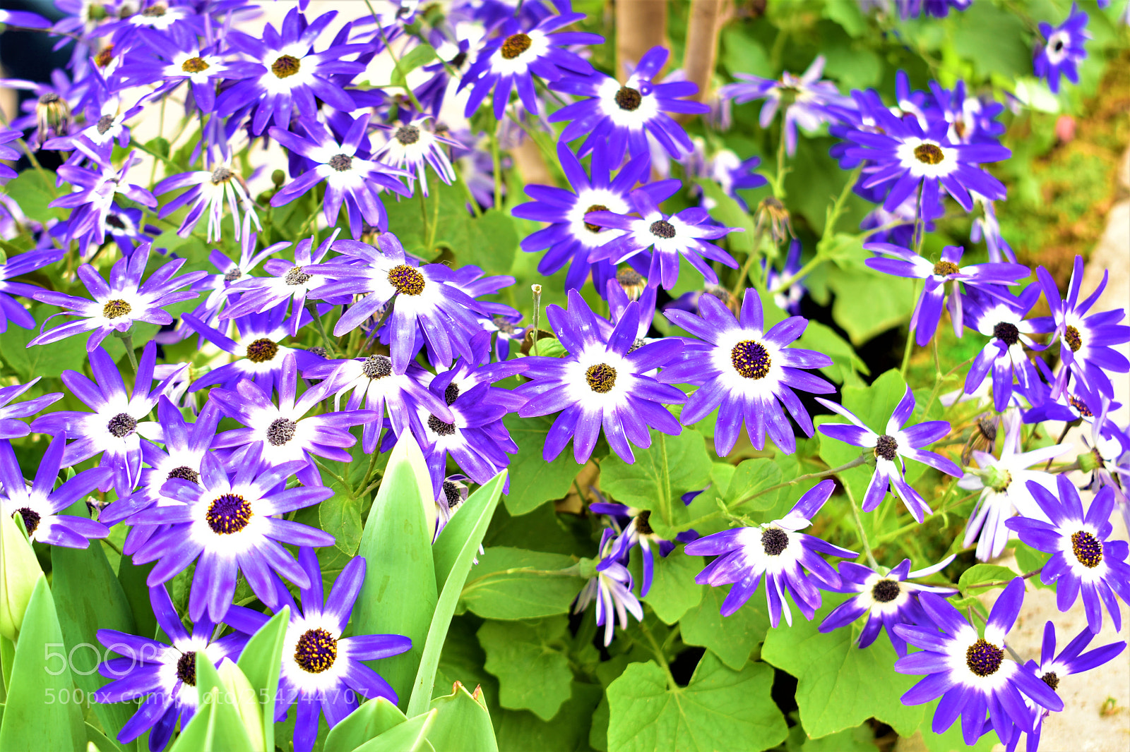 Nikon D5500 sample photo. Garden photography