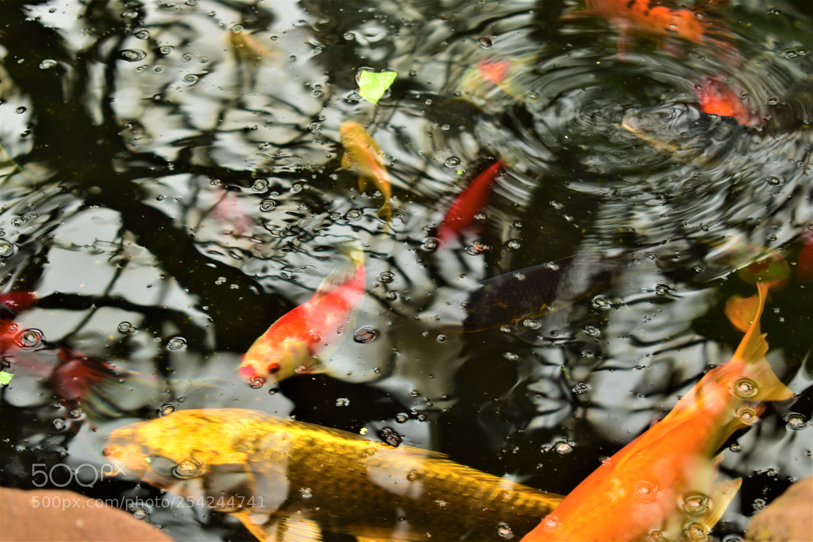 Nikon D5500 sample photo. Garden photography